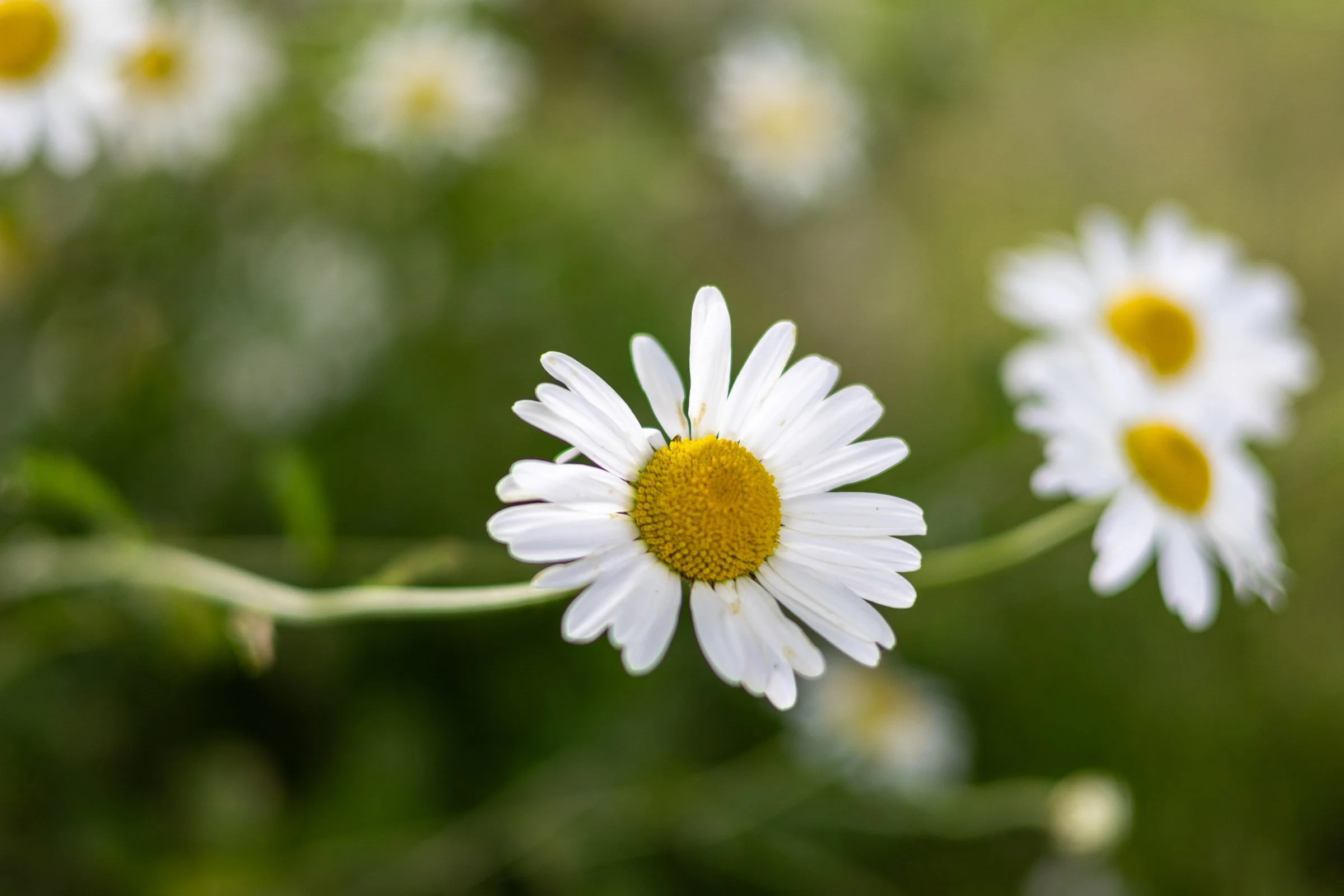 Daisy Closeup
