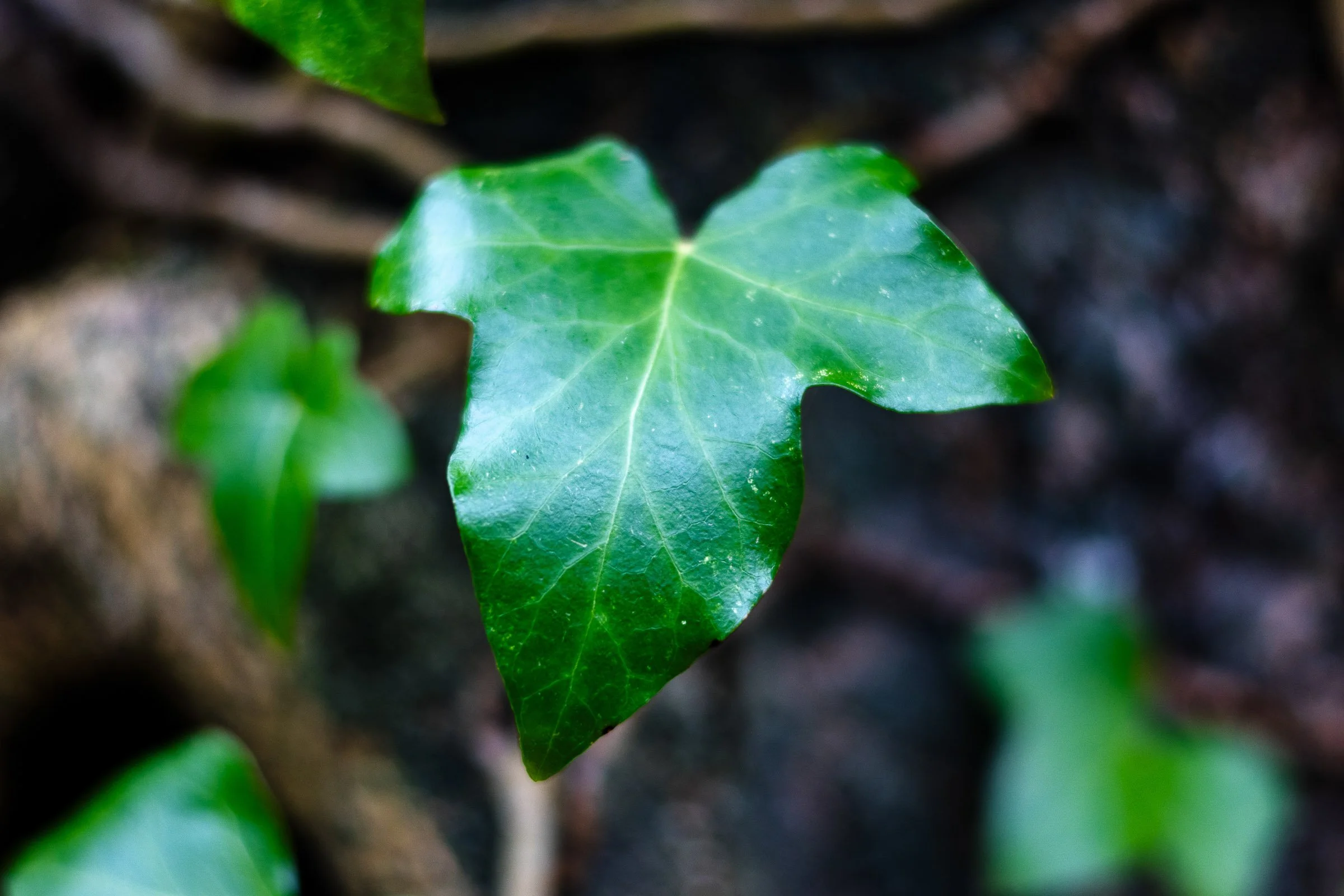 ivy-closeup-lowena-studios.jpg