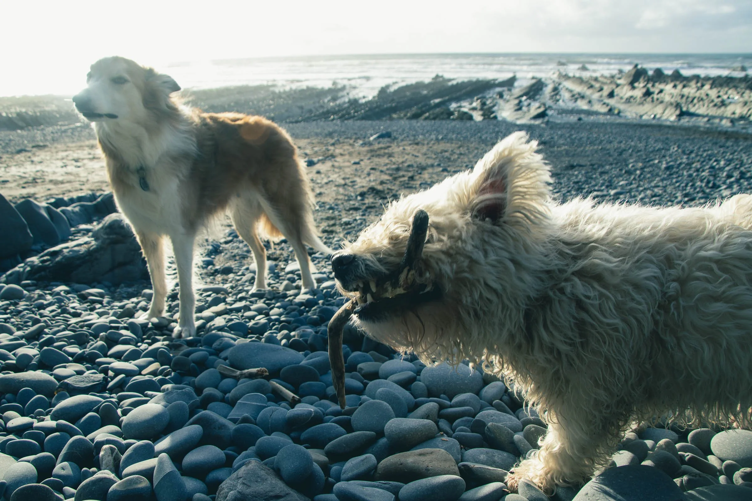 Jesse & Charlie With Stick.jpg