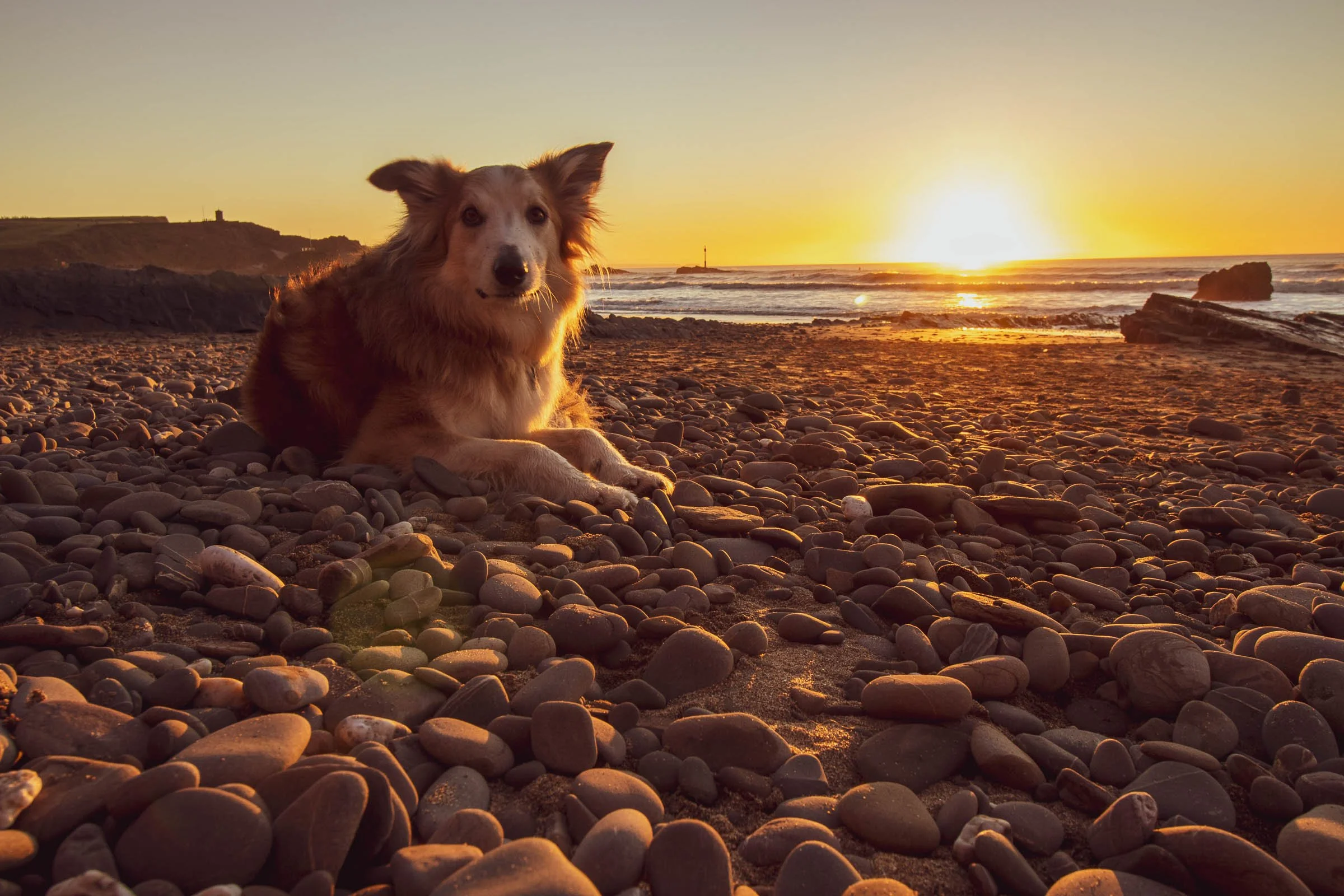 Salty Paws Action Shoot