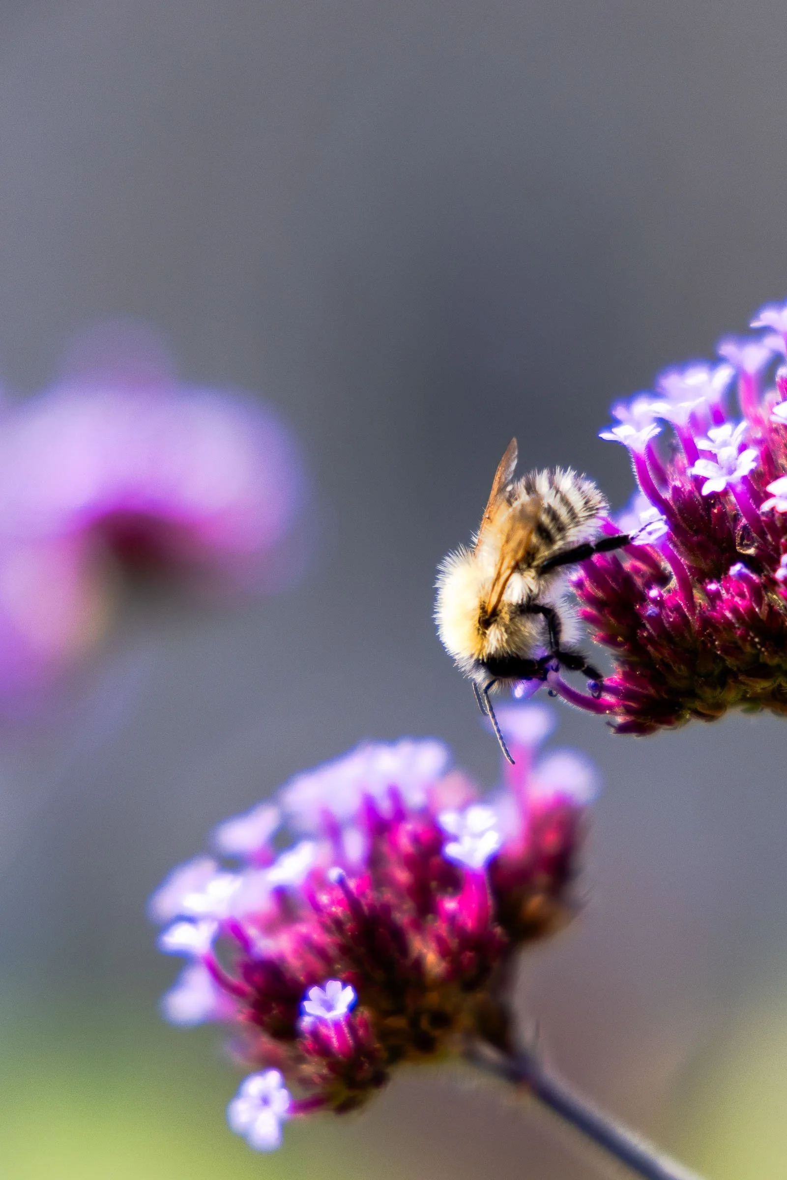 Bee Feeding