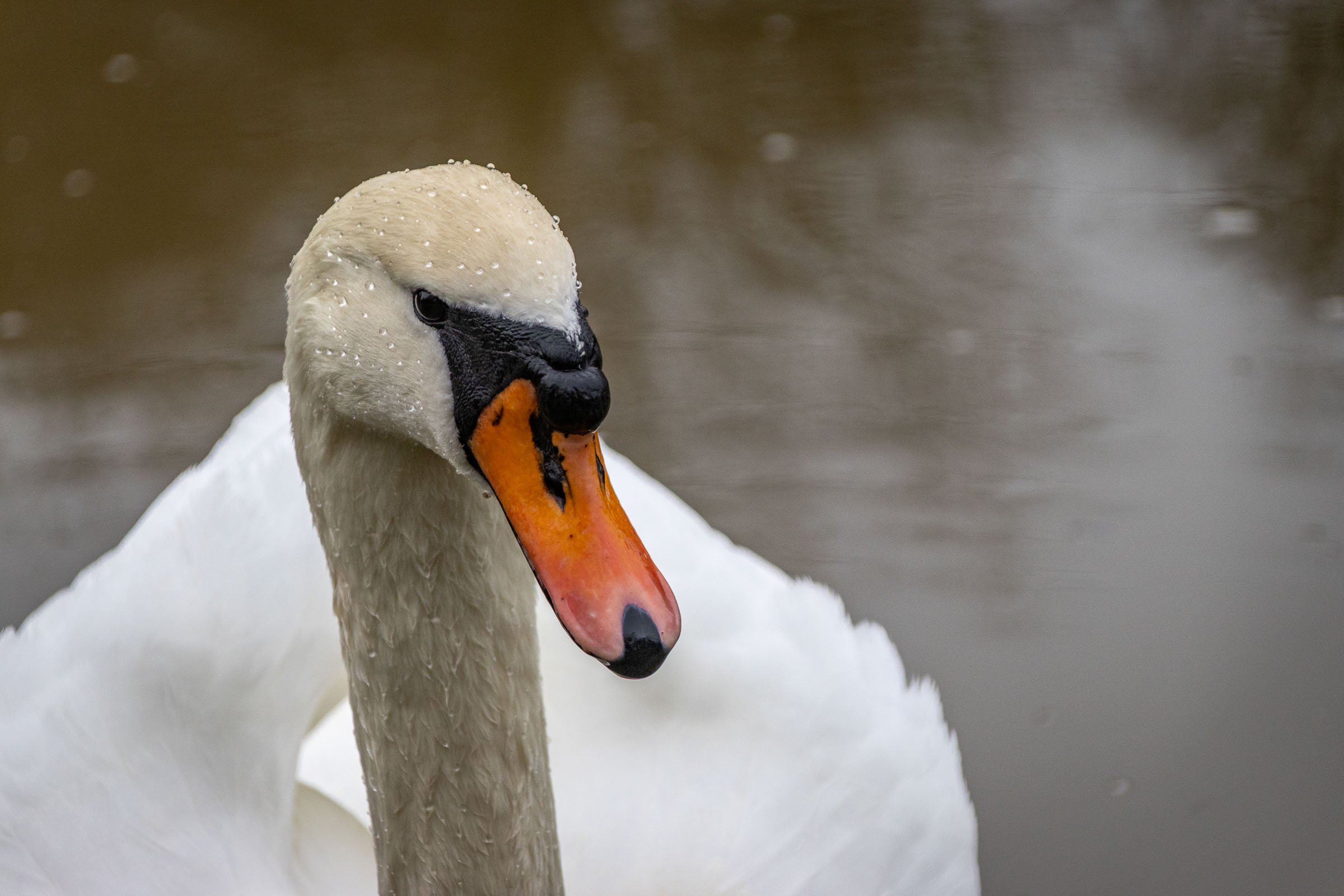 bude-canal-swan-close-side-lowena-studios.jpg