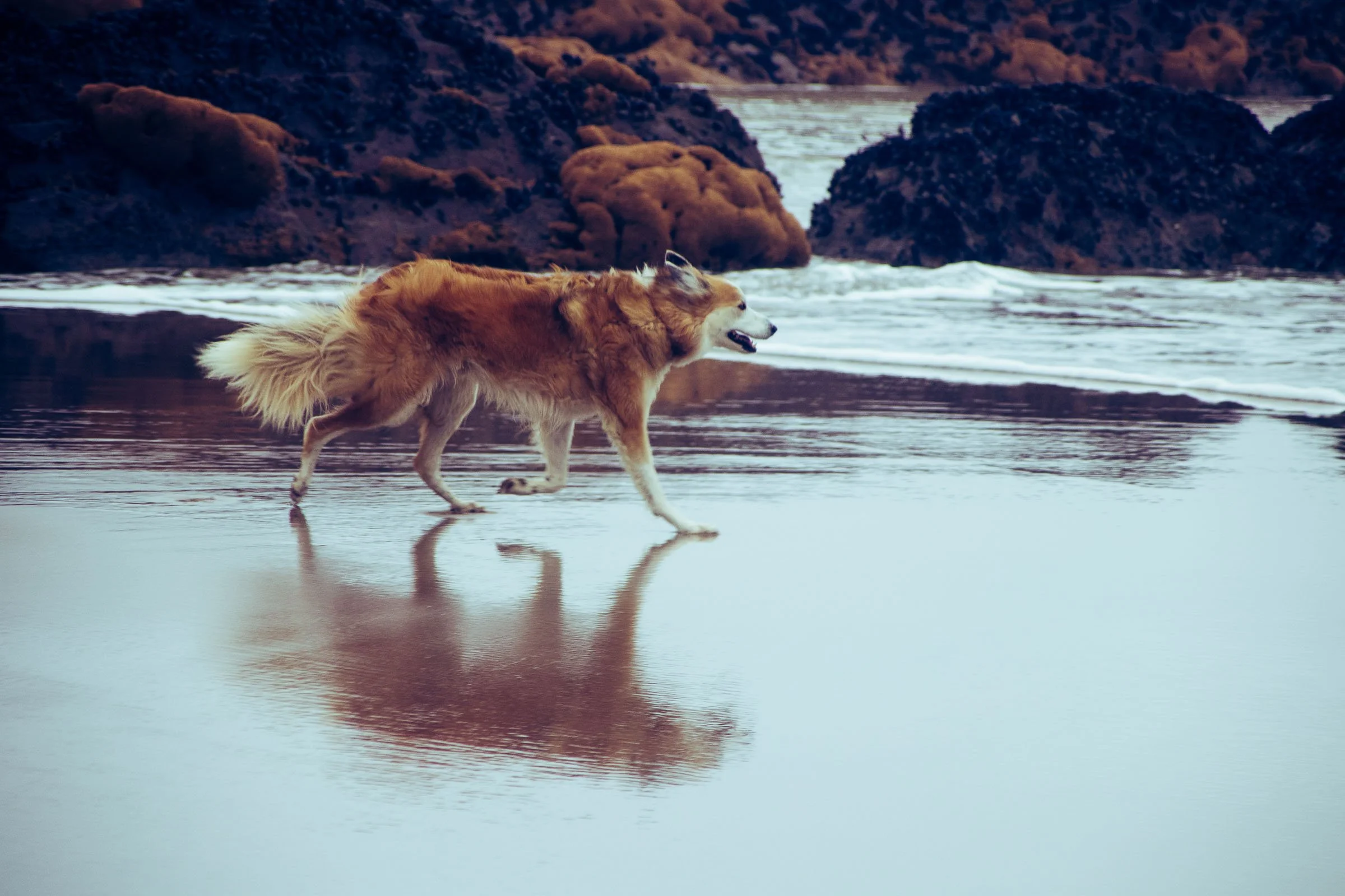 Jesse Running on the Beach.jpg