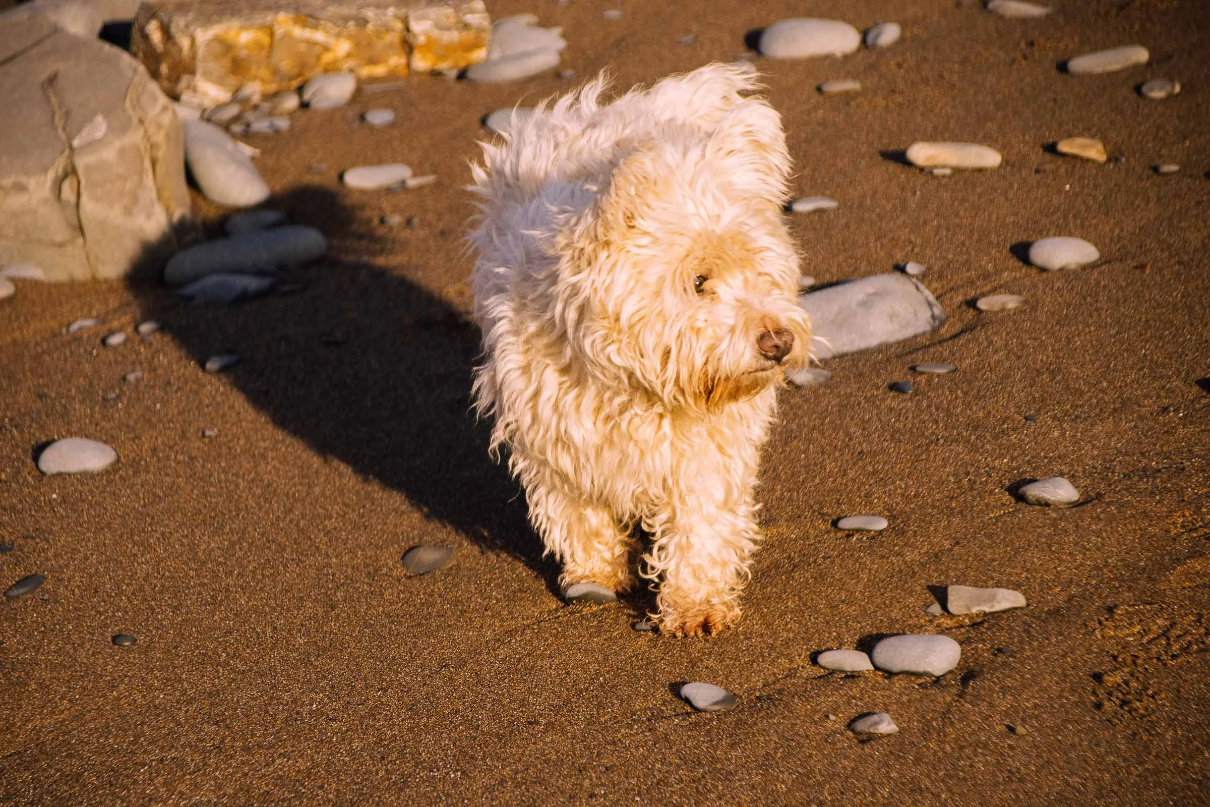 Charlie Trotting on the Sand.jpg