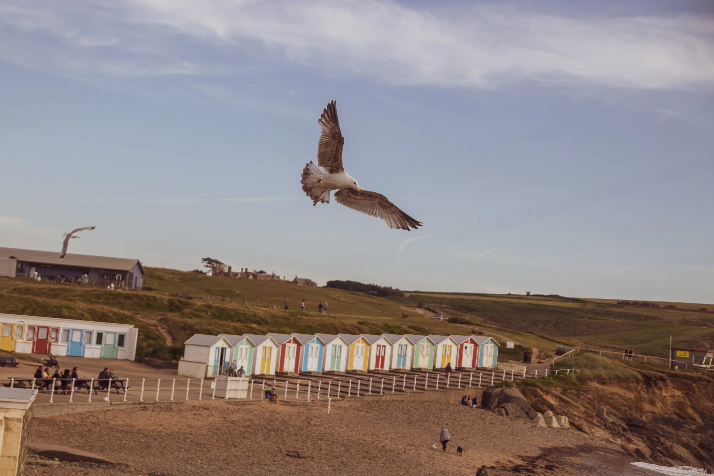 crooklets-seagul-2-lowena-studios.jpg