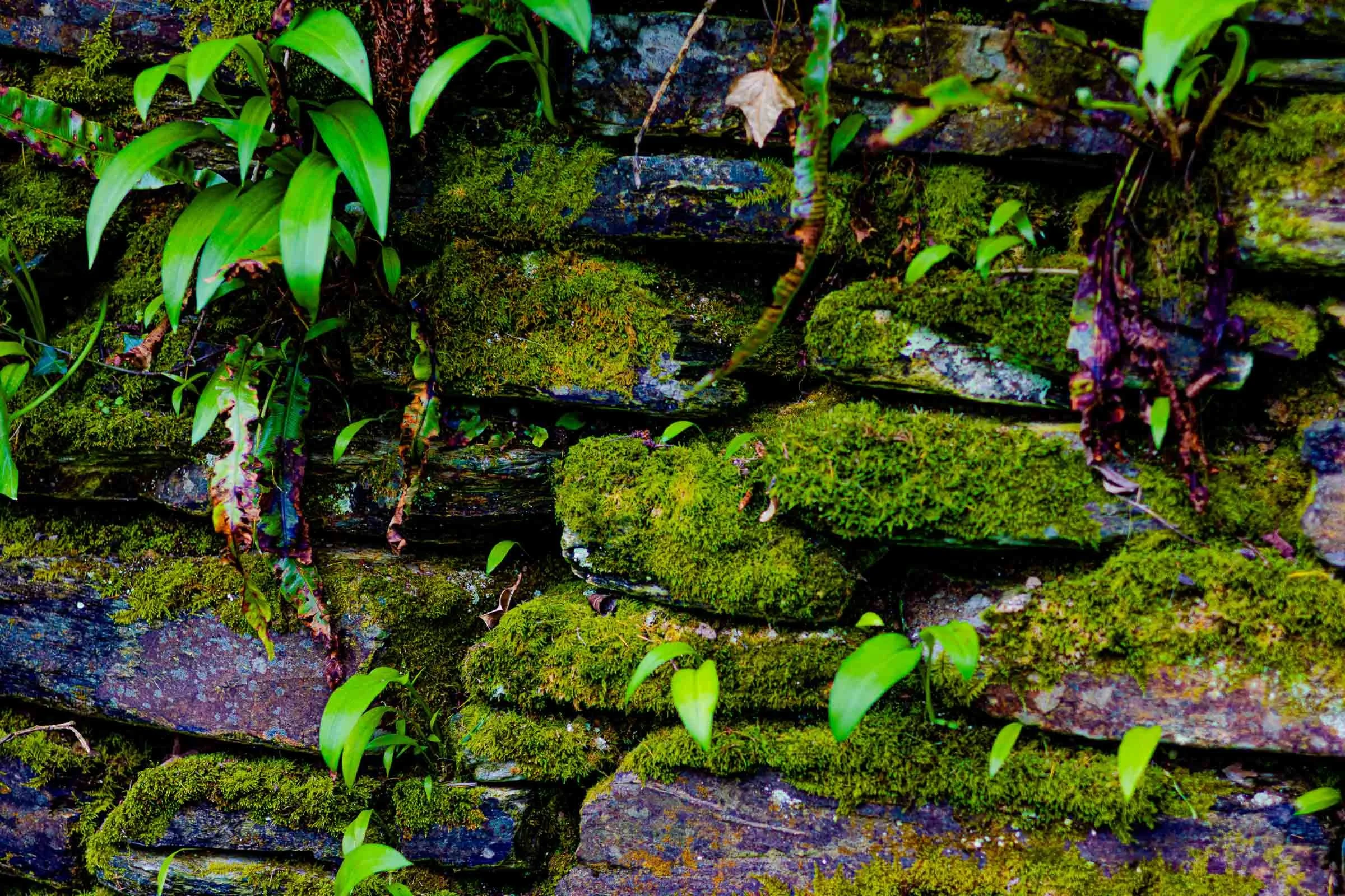 mossy-wall-lowena-studios.jpg