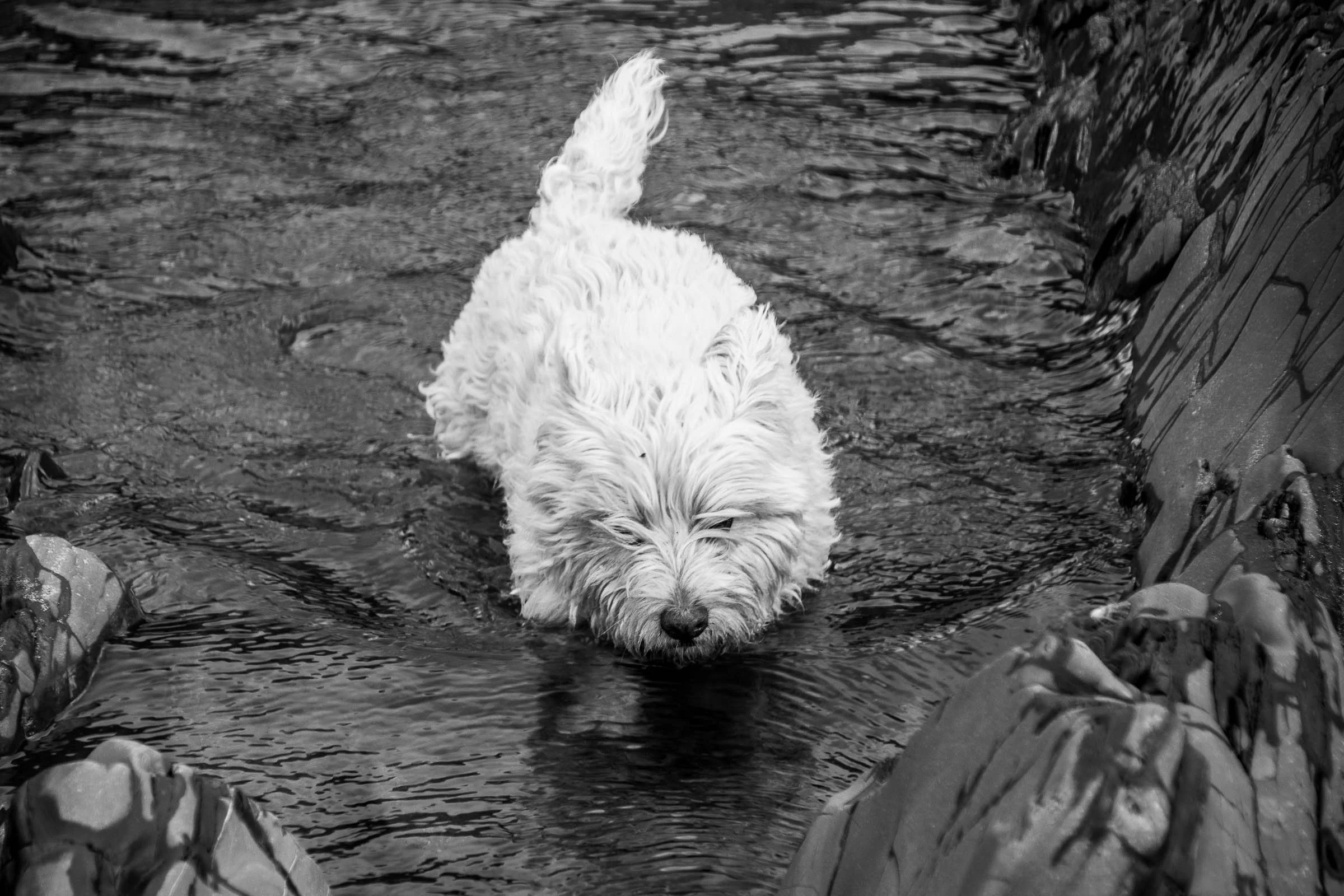 Charlie Wading B&W.jpg