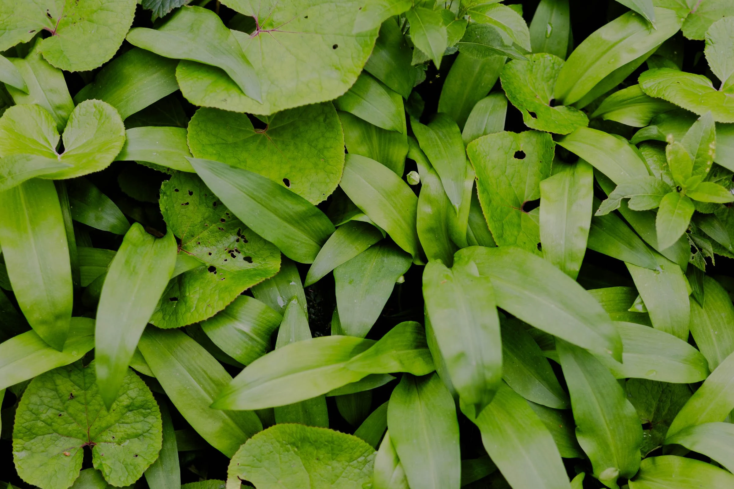 woodland-floor-lowena-studios.jpg