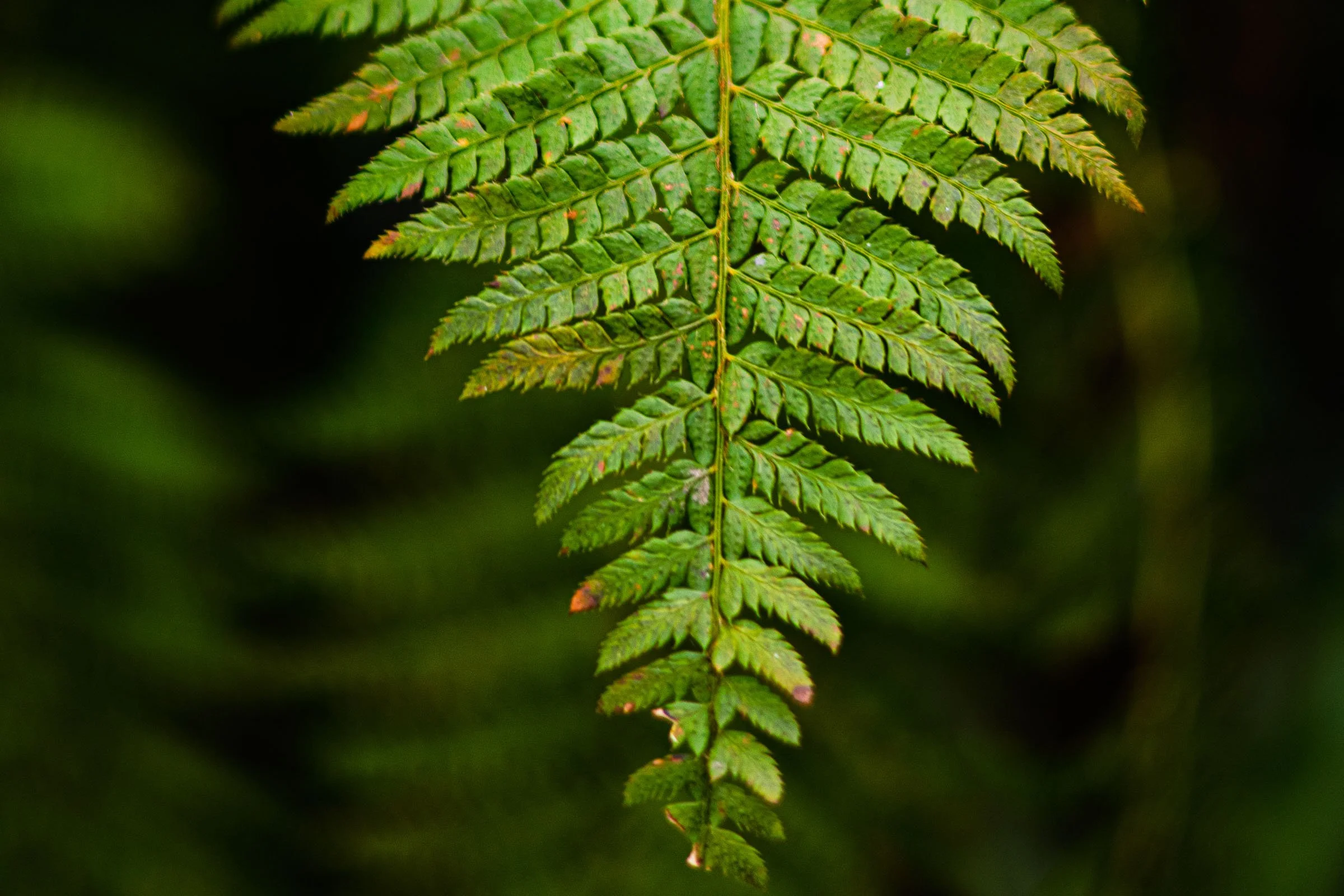 fern-close-crop-lowena-studios.jpg