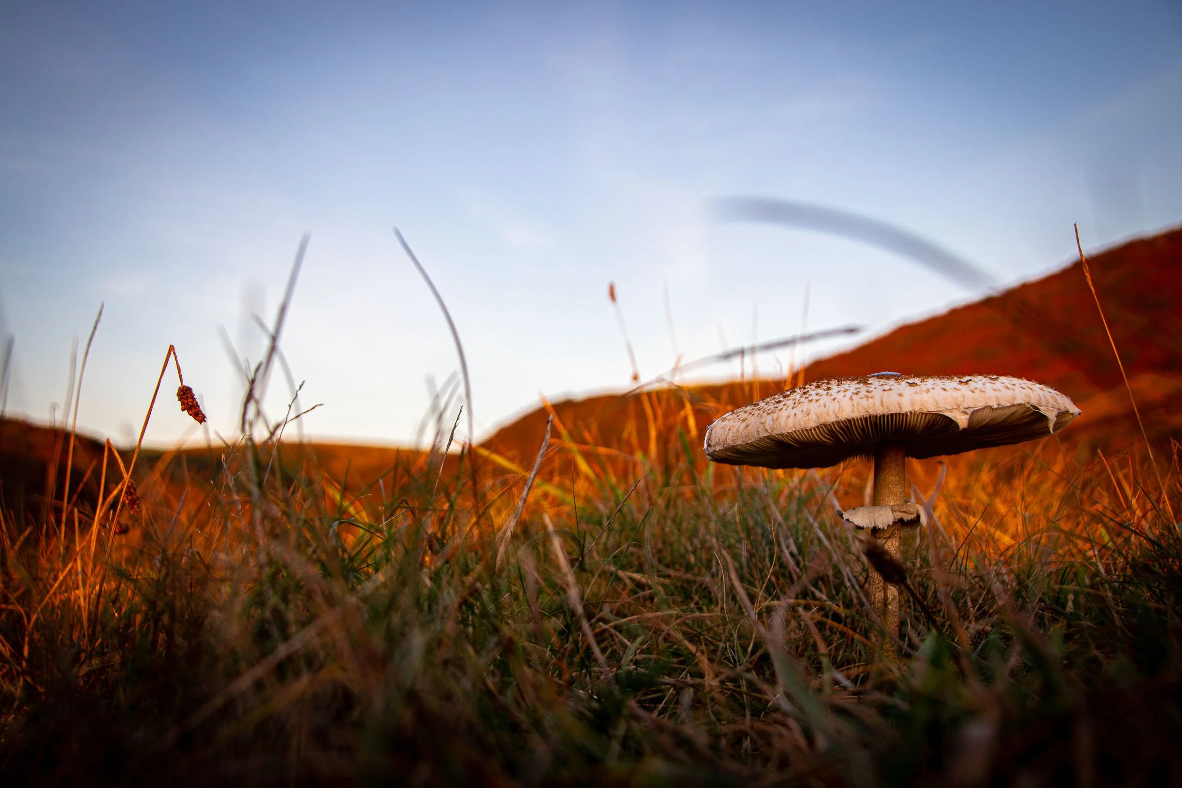 mushroom-in-the-grass-lowena-studios.jpg
