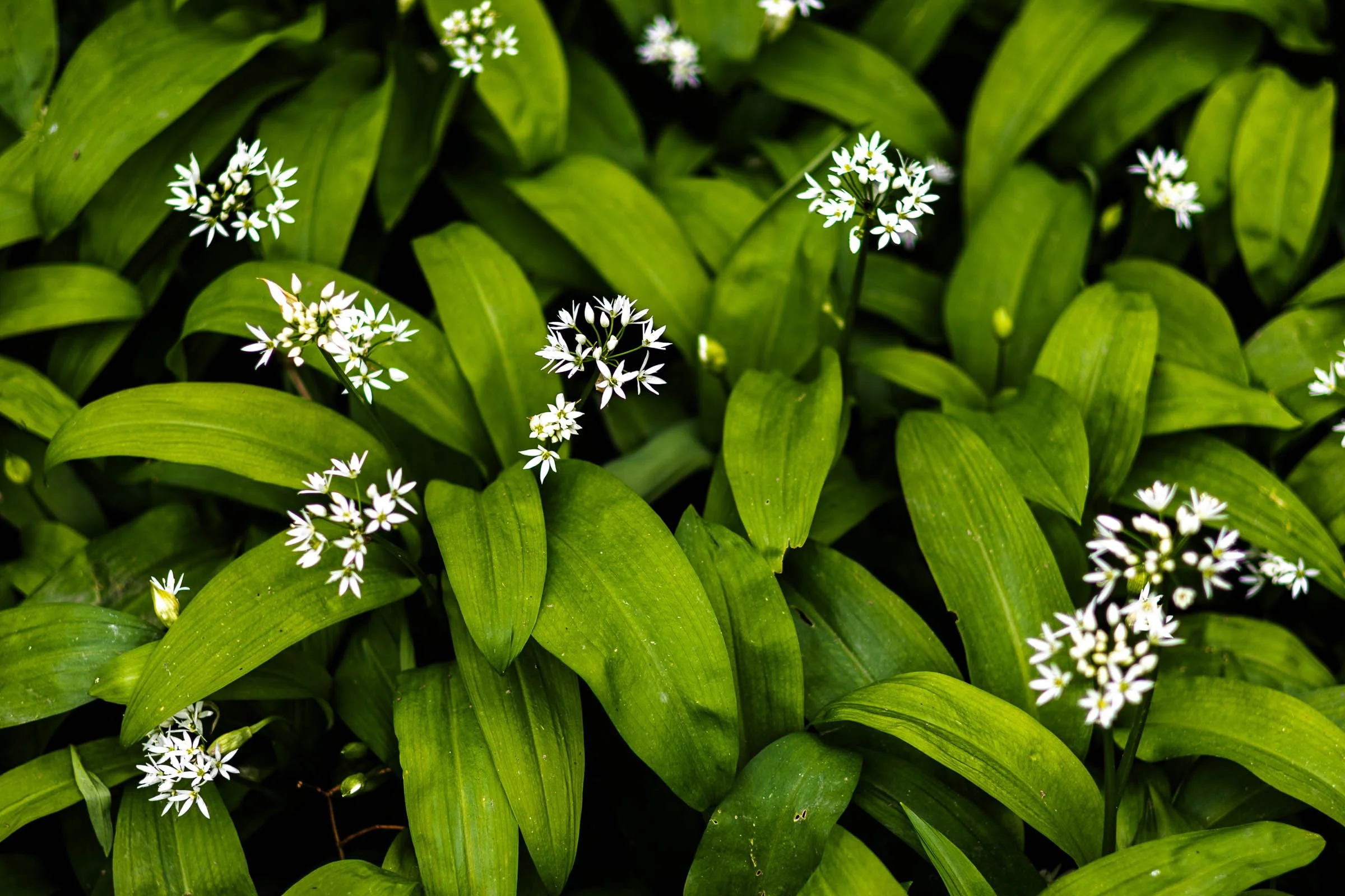 wild-garlic-lowena-studios.jpg