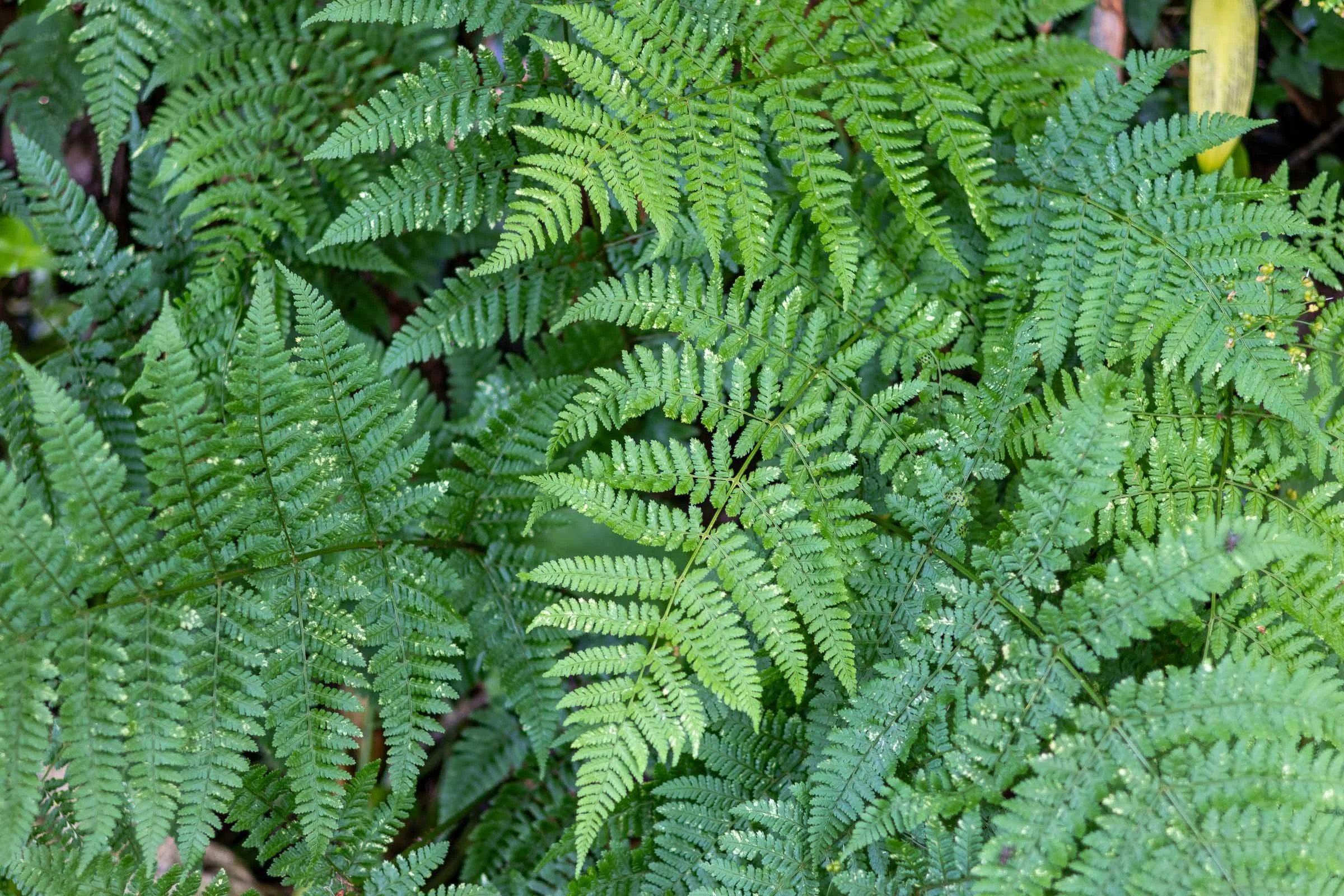 Bed of Ferns