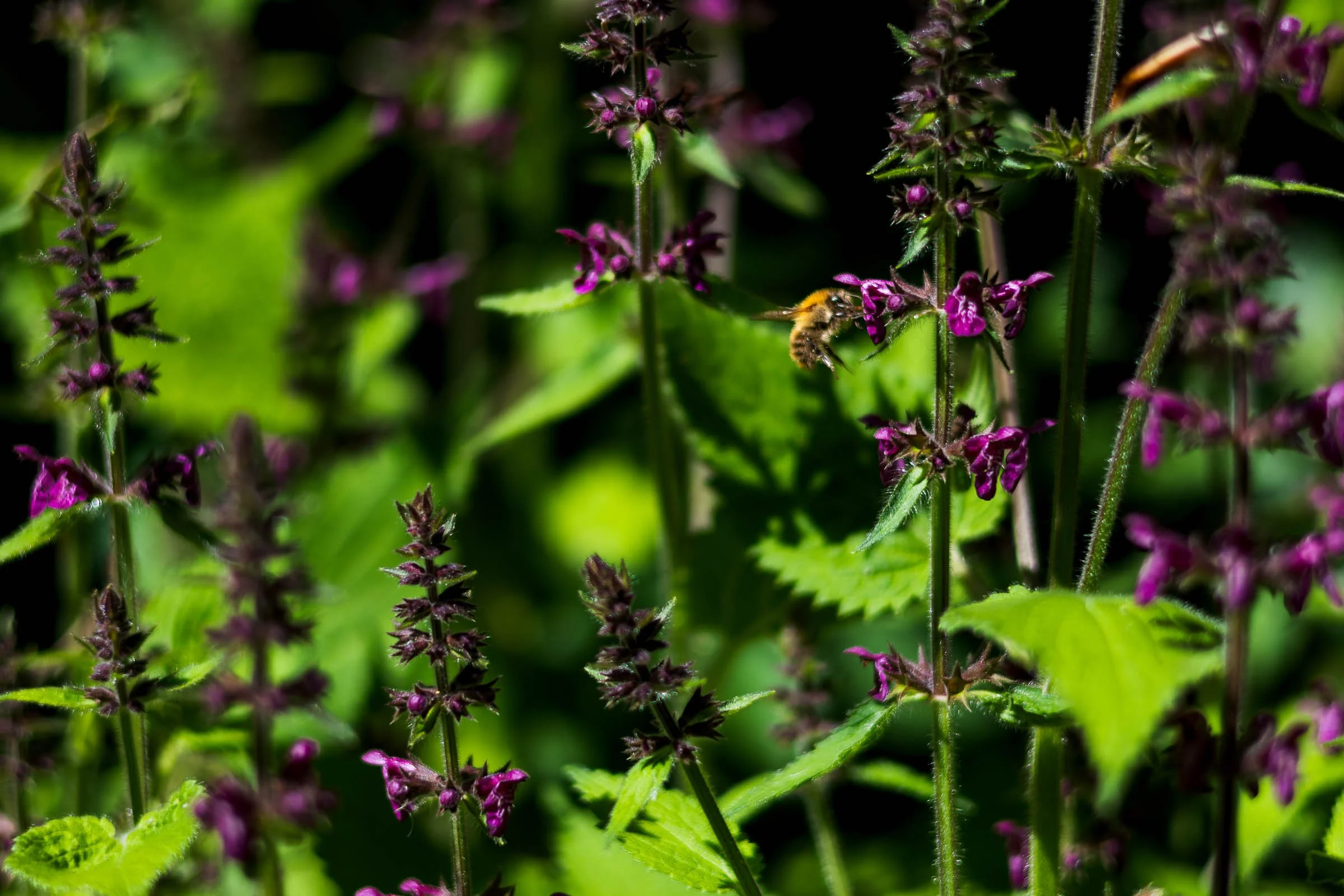 Bee Feeding