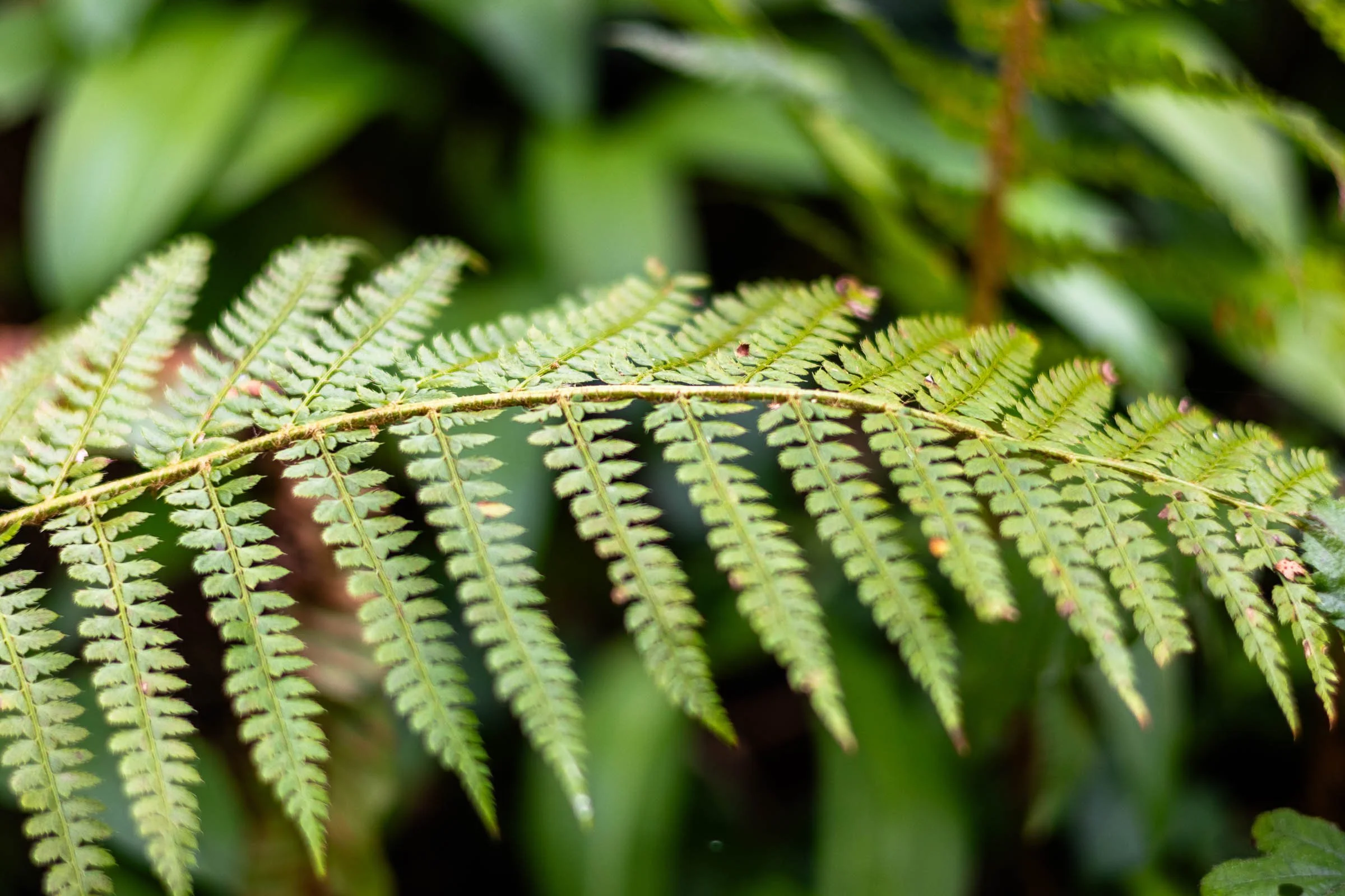 fern-close-sideways-lowena-studios.jpg