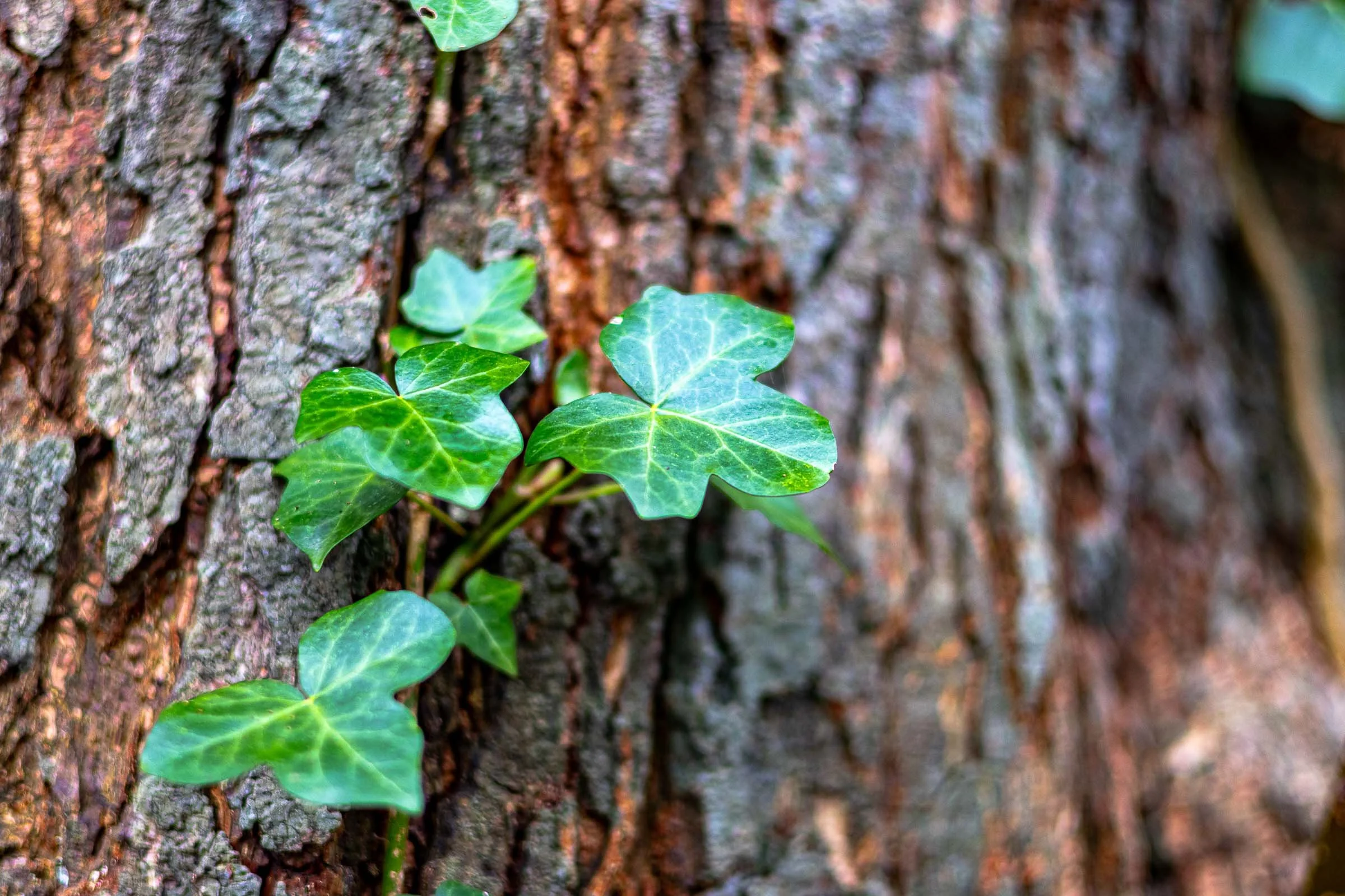 ivy-bark-closeup-lowena-studios.jpg