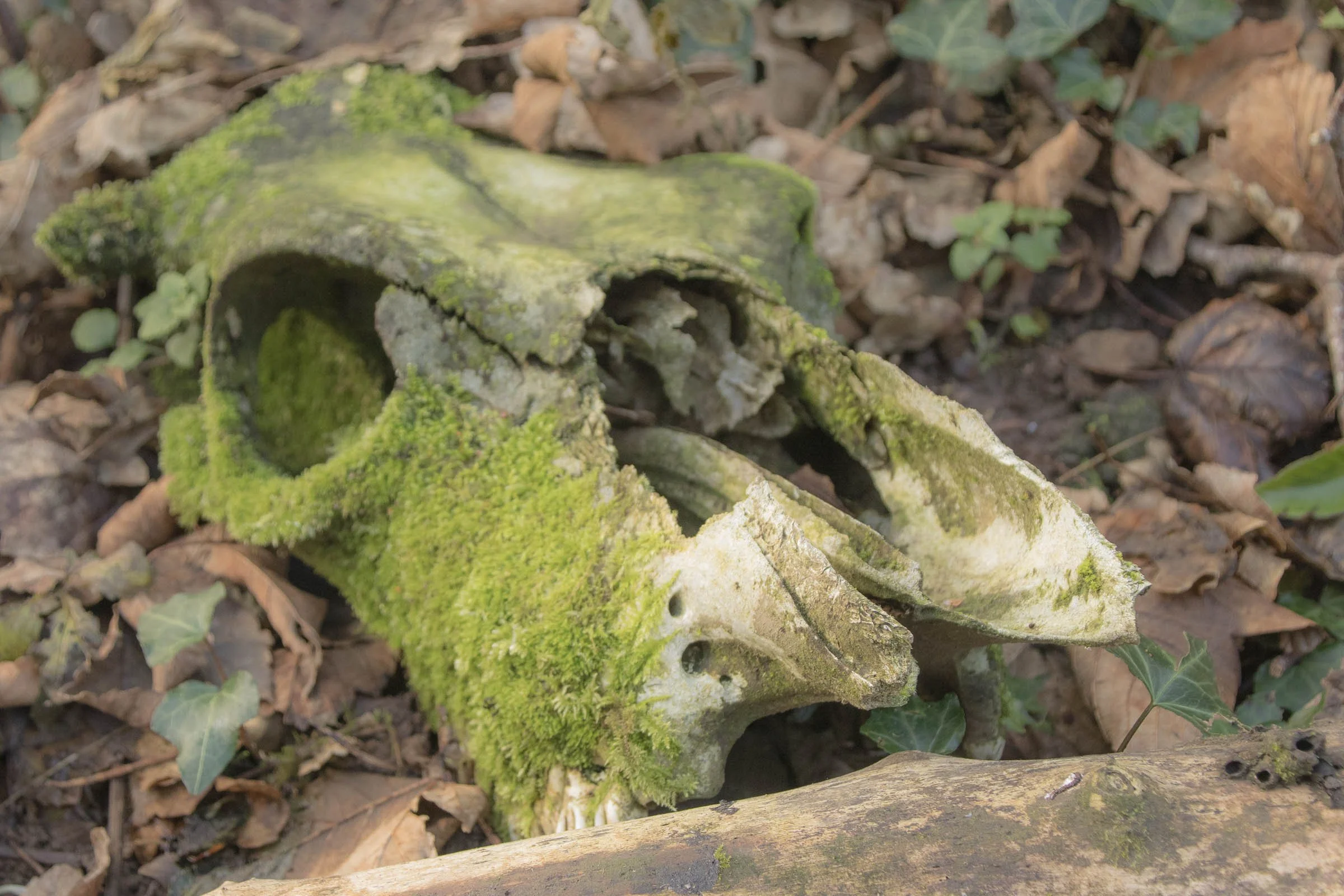 old-skull-lowena-studios.jpg