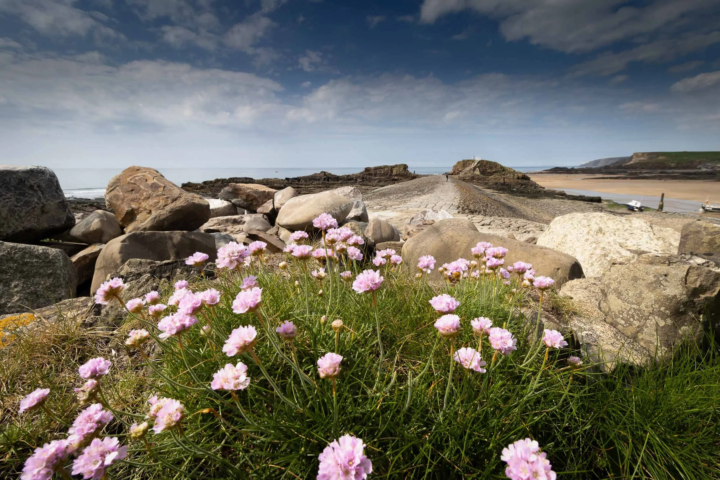 flowers-breakwter-low-lowena-studios.jpg