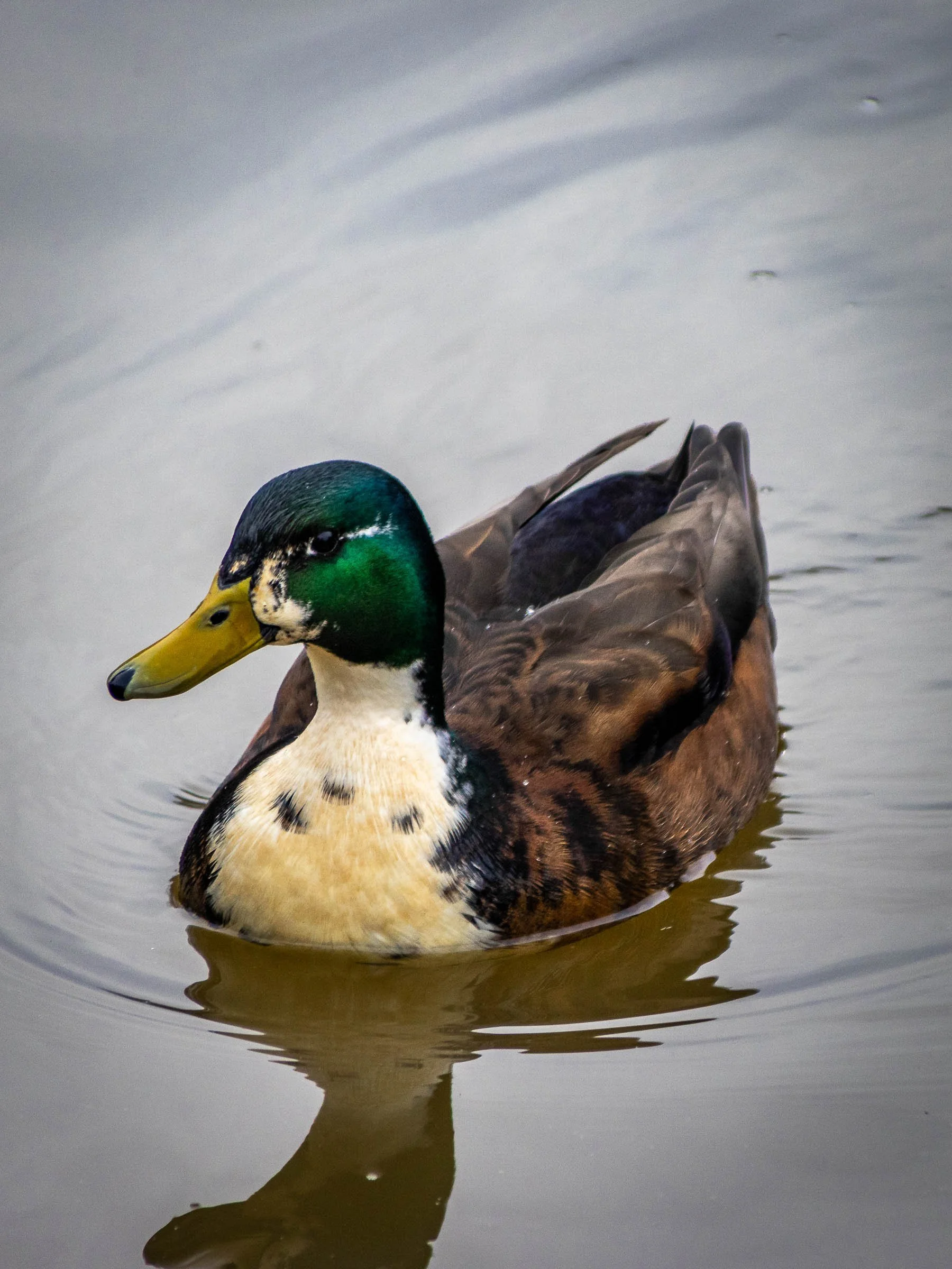 mallard-duck-2-lowena-studios.jpg