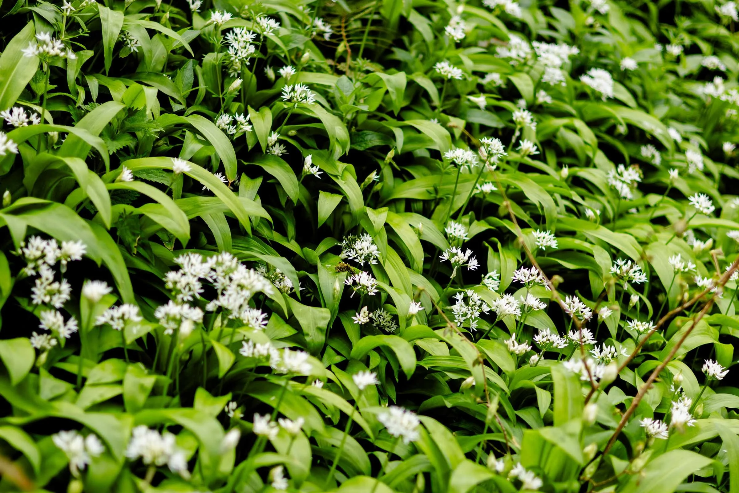 wild-garlic-wallpaper-lowena-studios.jpg