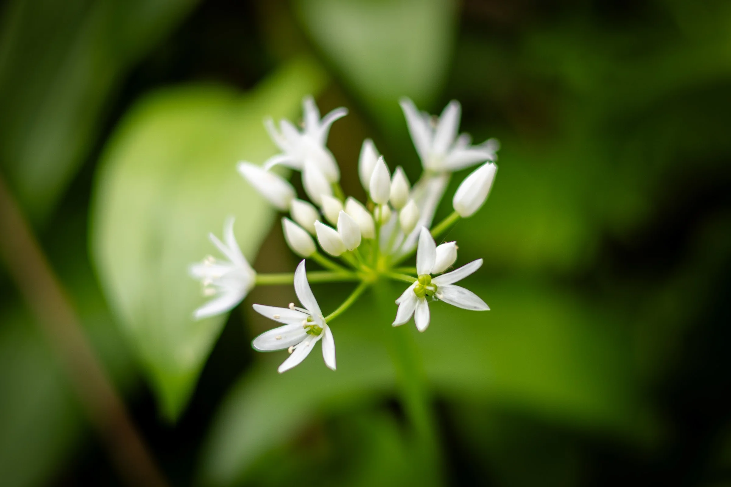 wild-garlic-flower-lowena-studios.jpg
