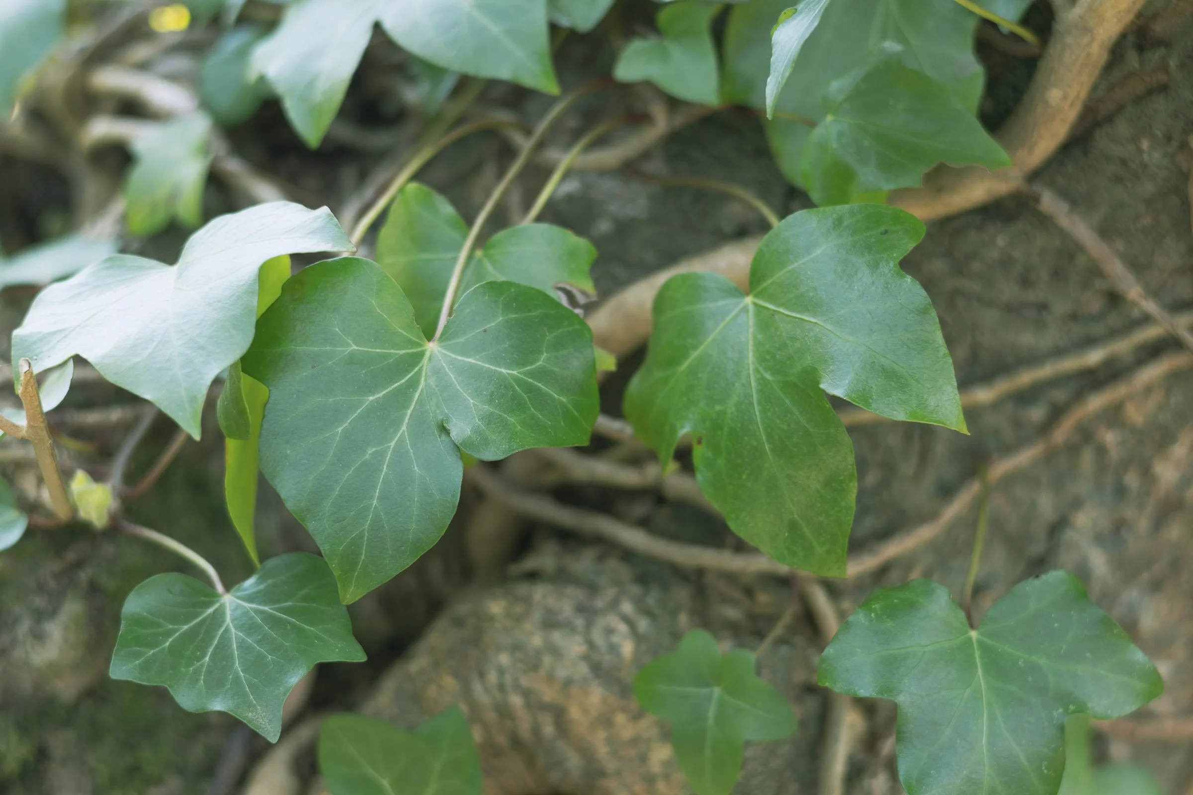 woodland-ivy-lowena-studios.jpg