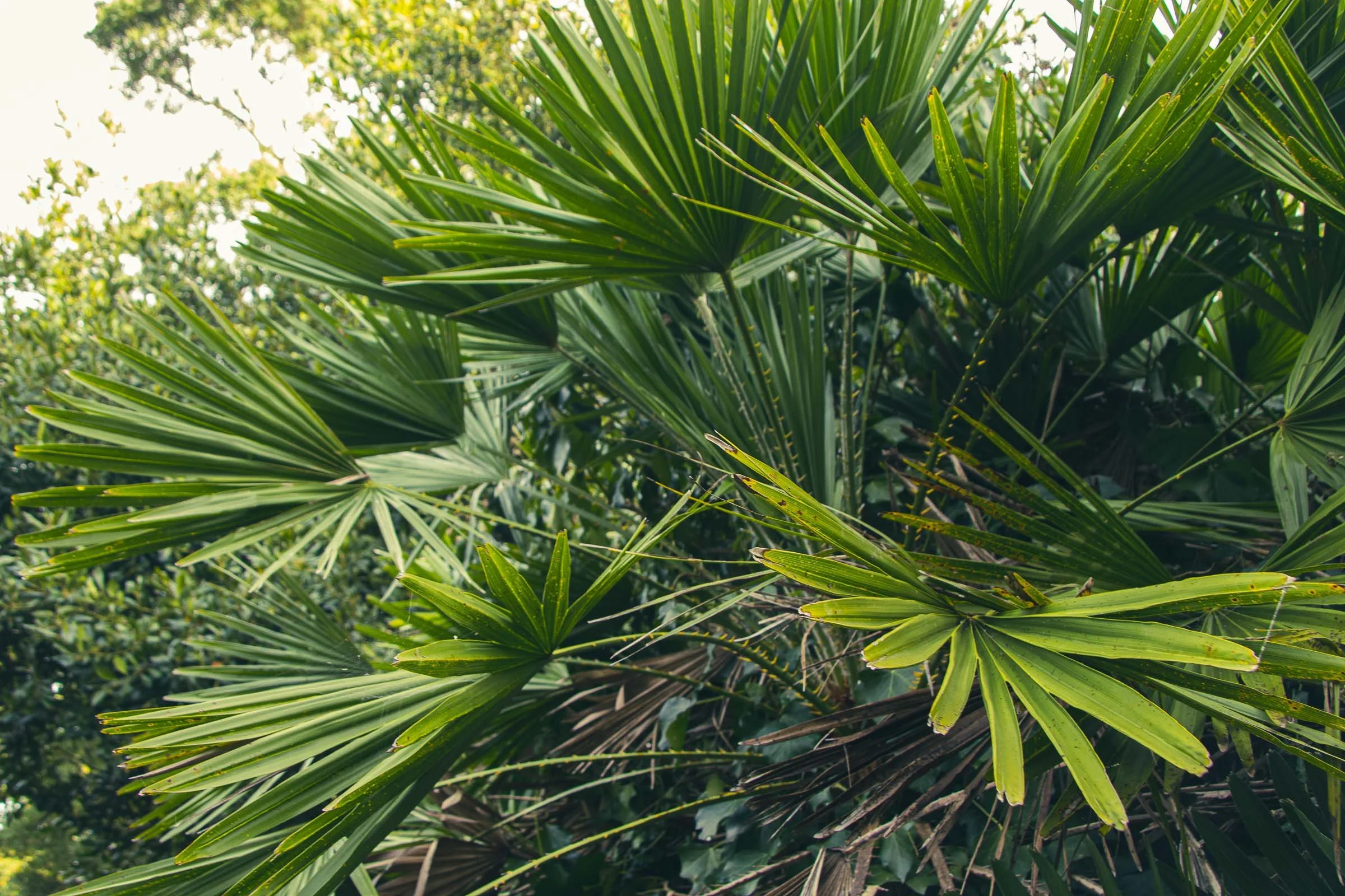 penzance-garden-palm-closeup-lowena-studios.jpg