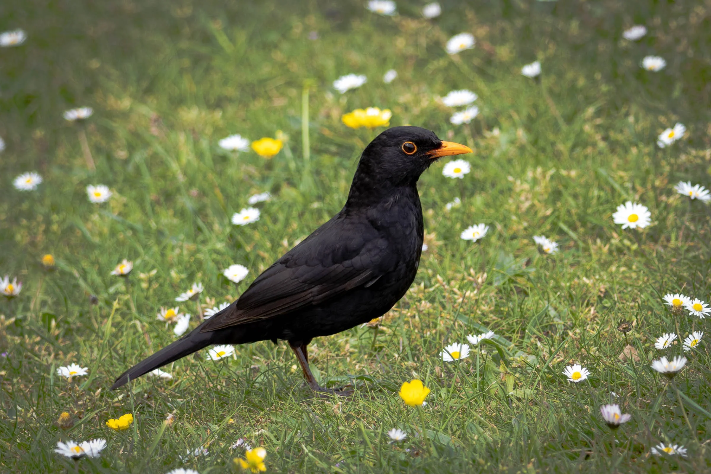 blackbird-looking-at-camera-lowena-studios.jpg