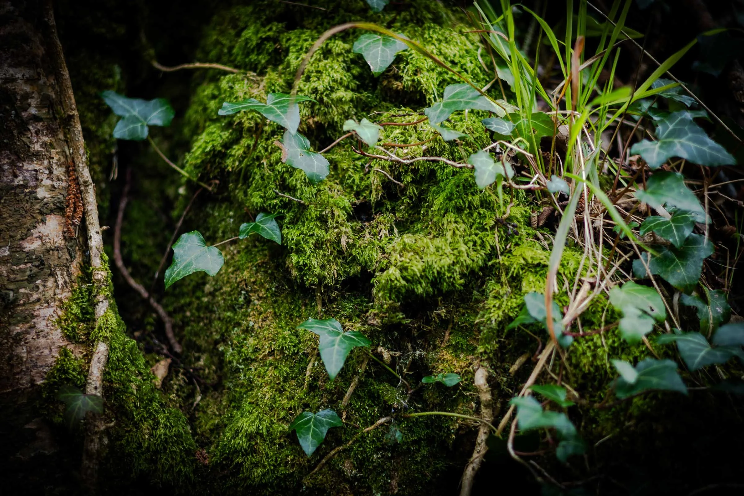 mossy-ivy-tree-lowena-studios.jpg