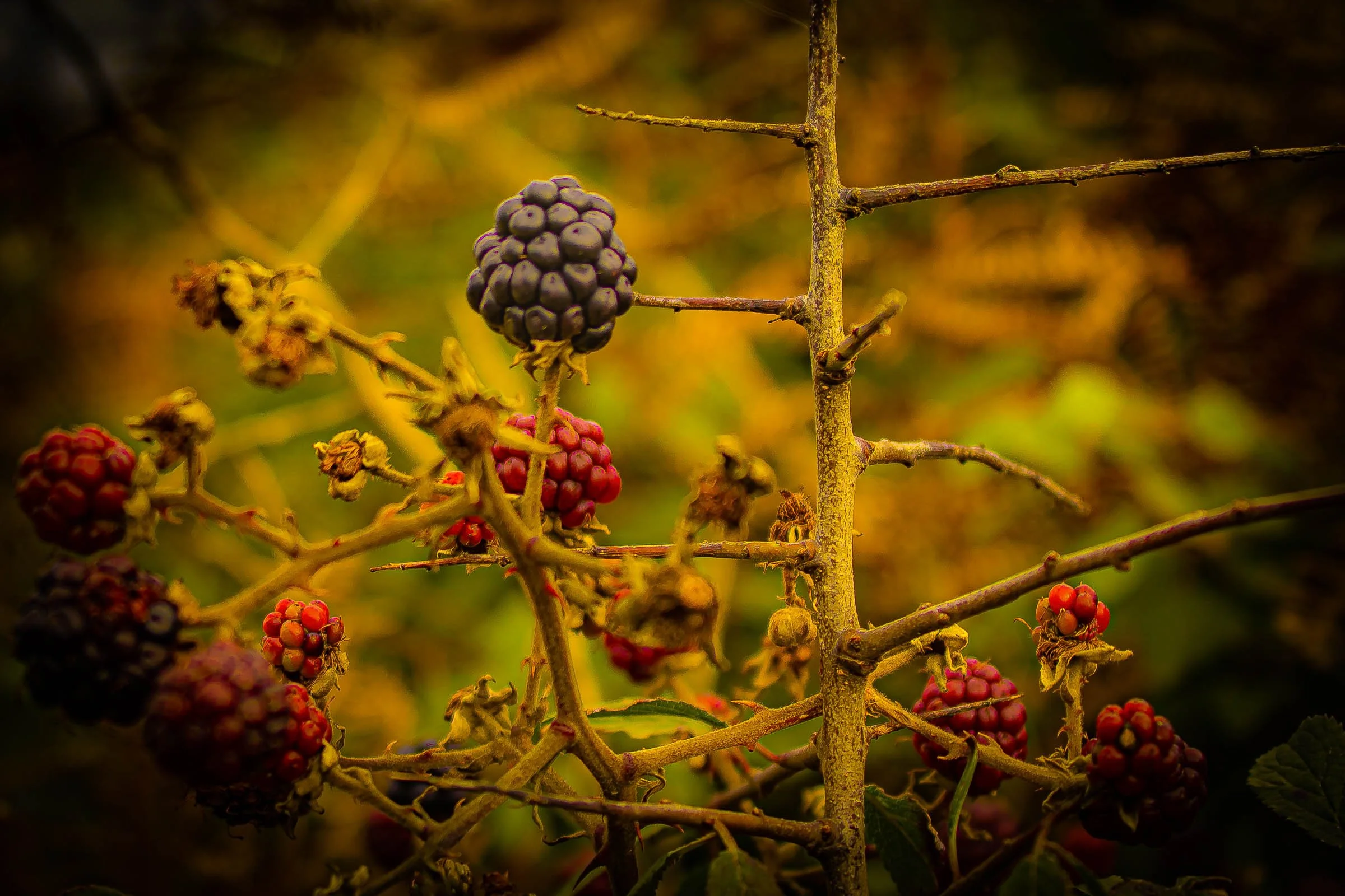 blackberry-lowena-studios.jpg