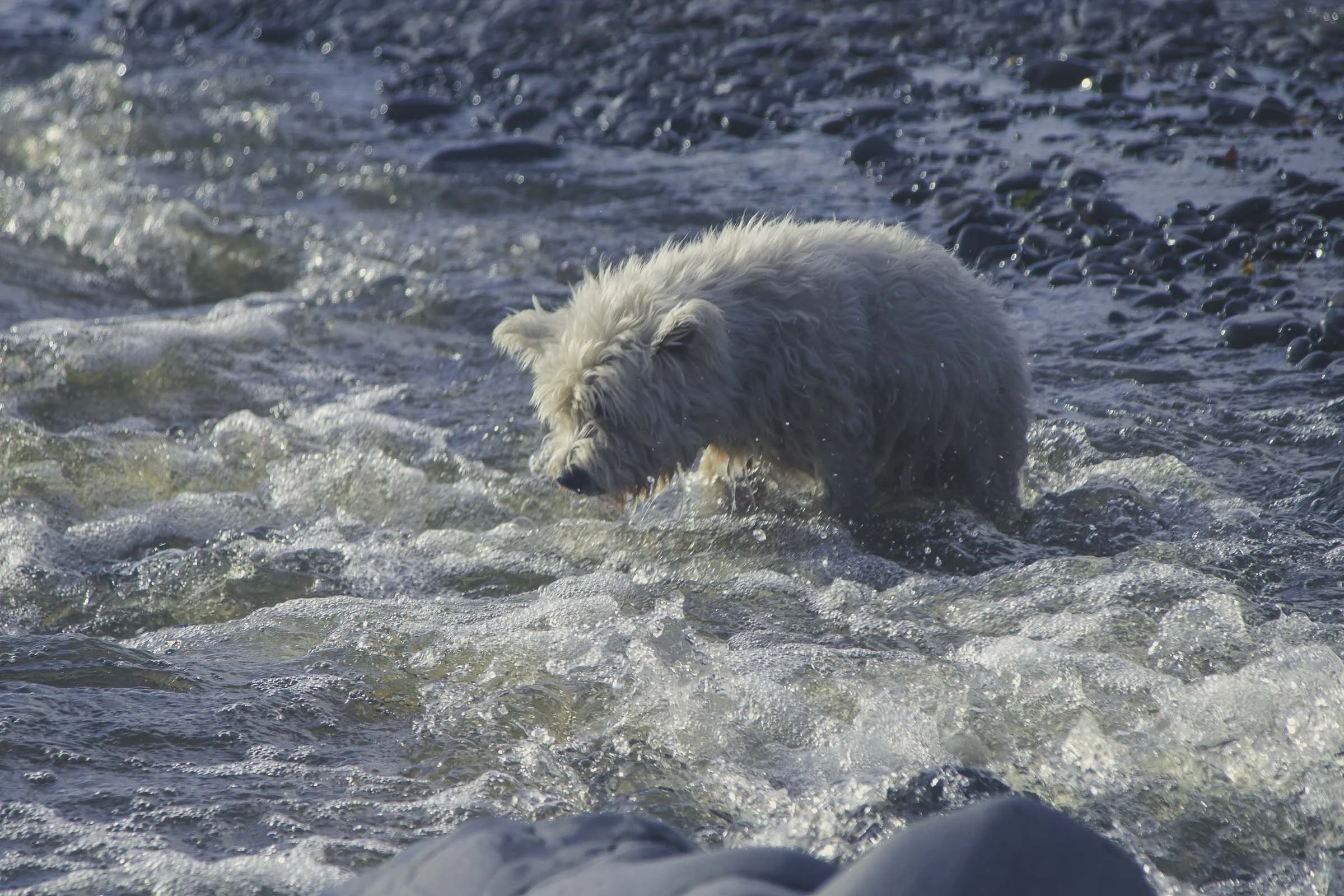Charlie Polar Bear.jpg