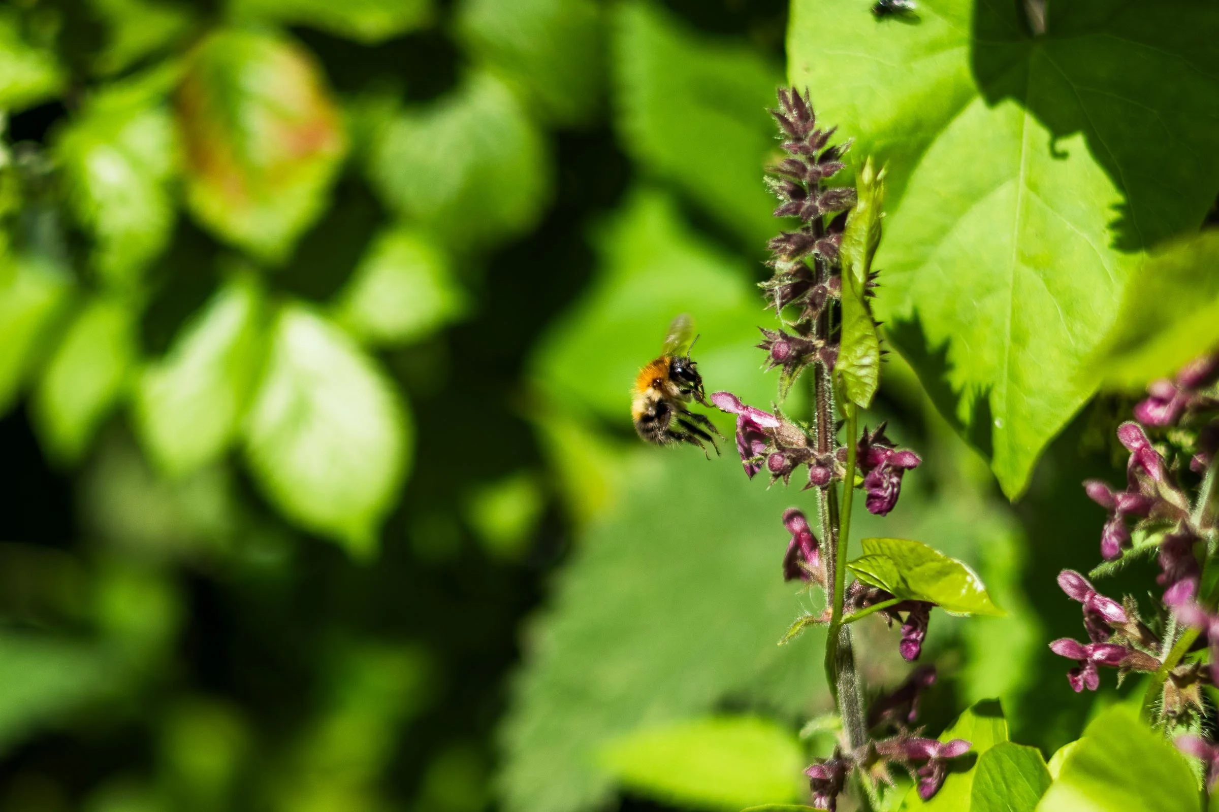 Bee Feeding