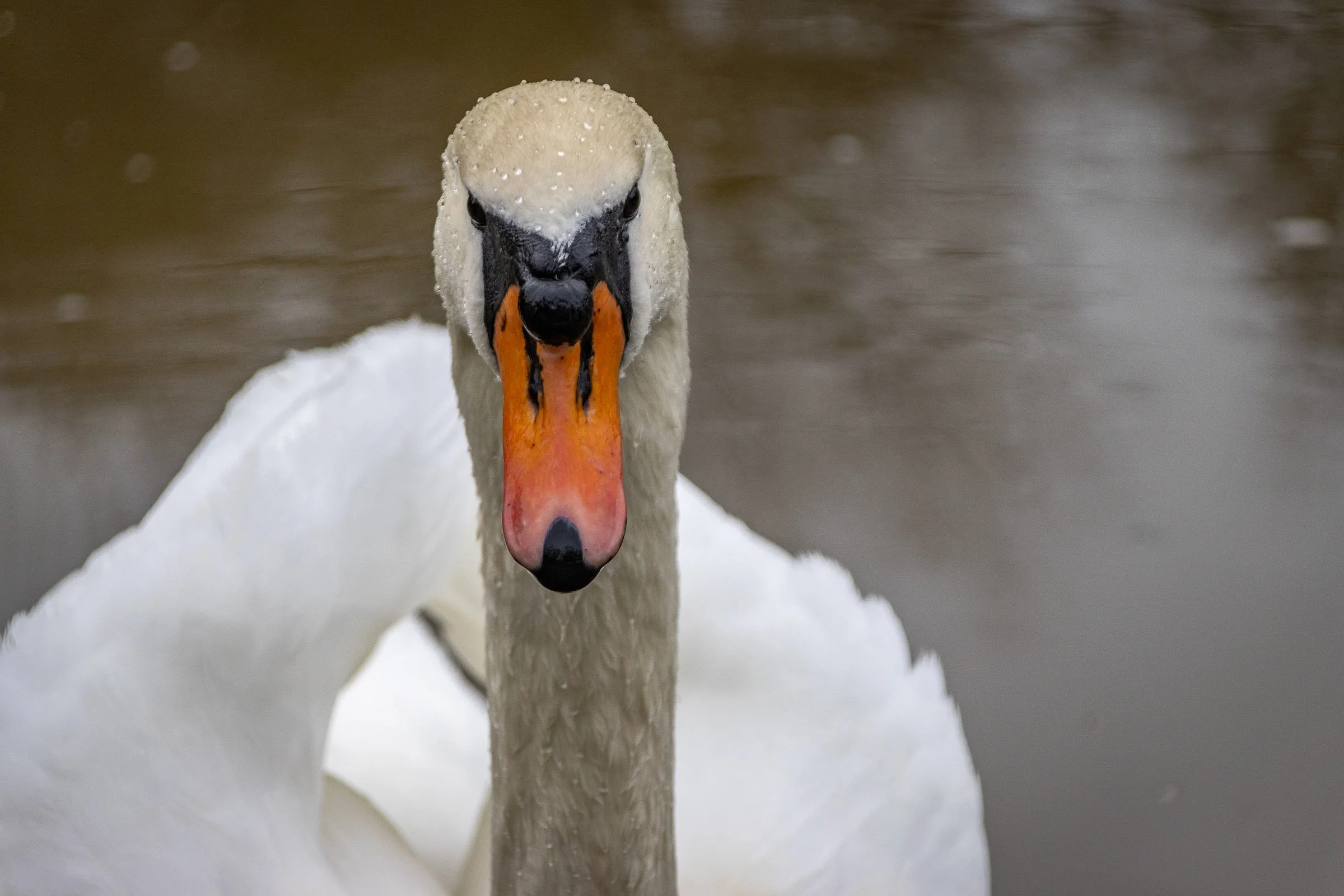 bude-canal-swan-close-lowena-studios.jpg
