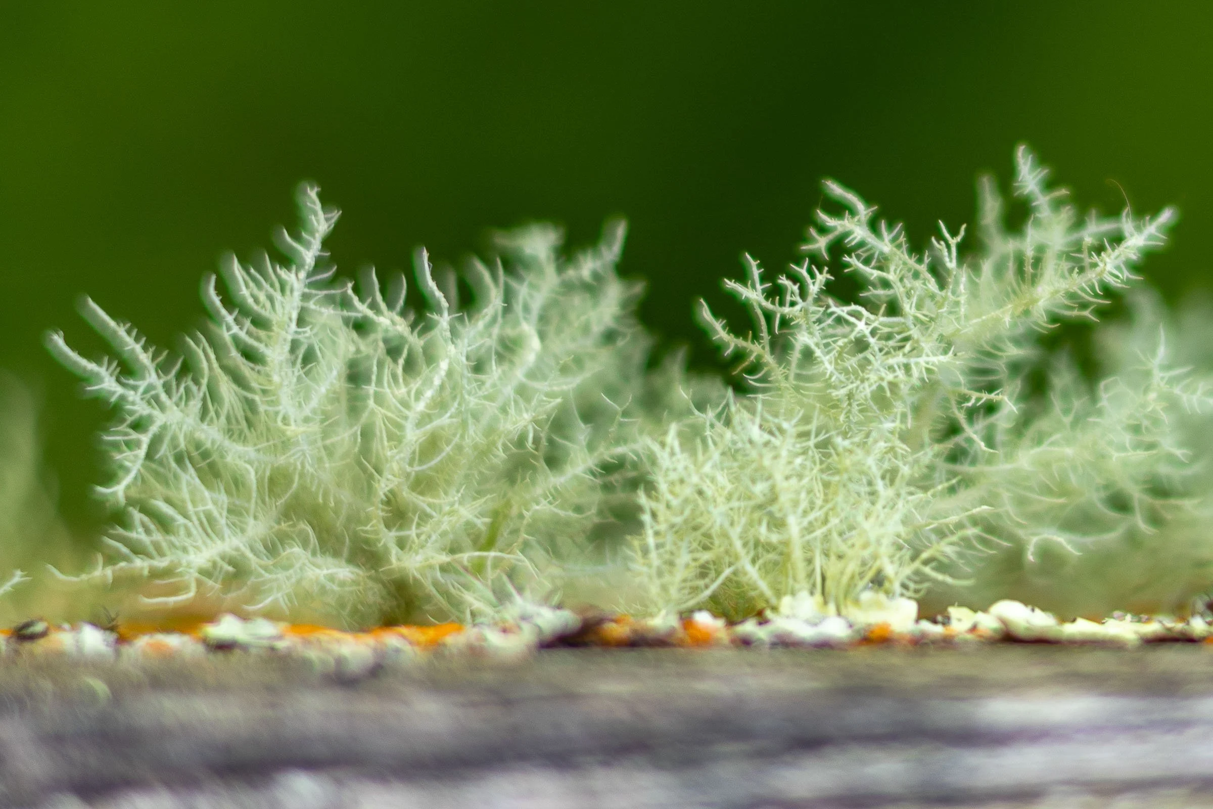 Lichen