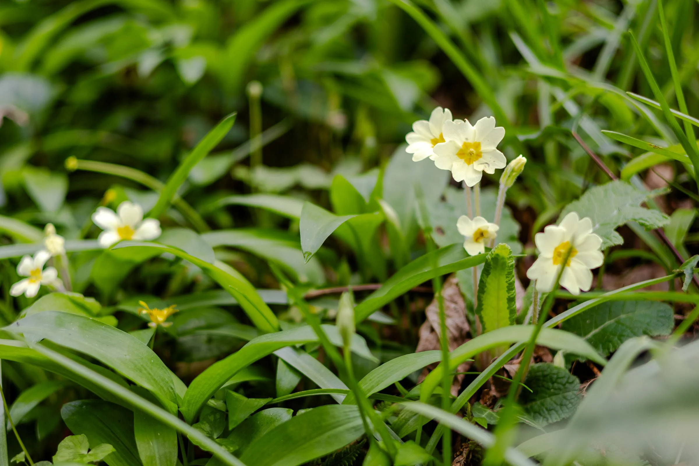 flower-wallpaper-lowena-studios.jpg