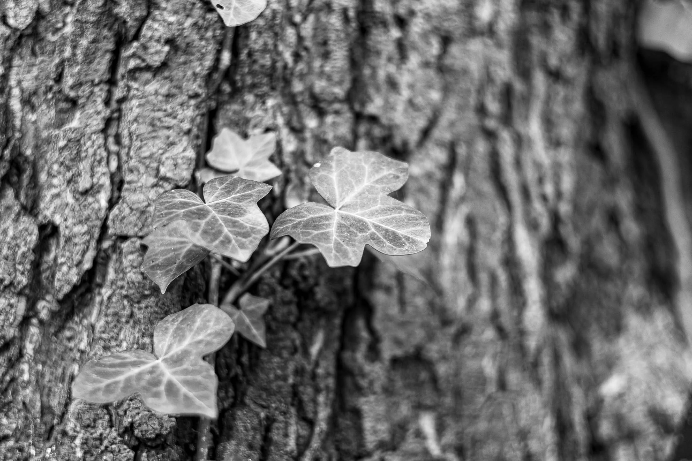 ivy-bark-closeup-black-and-white-lowena-studios.jpg