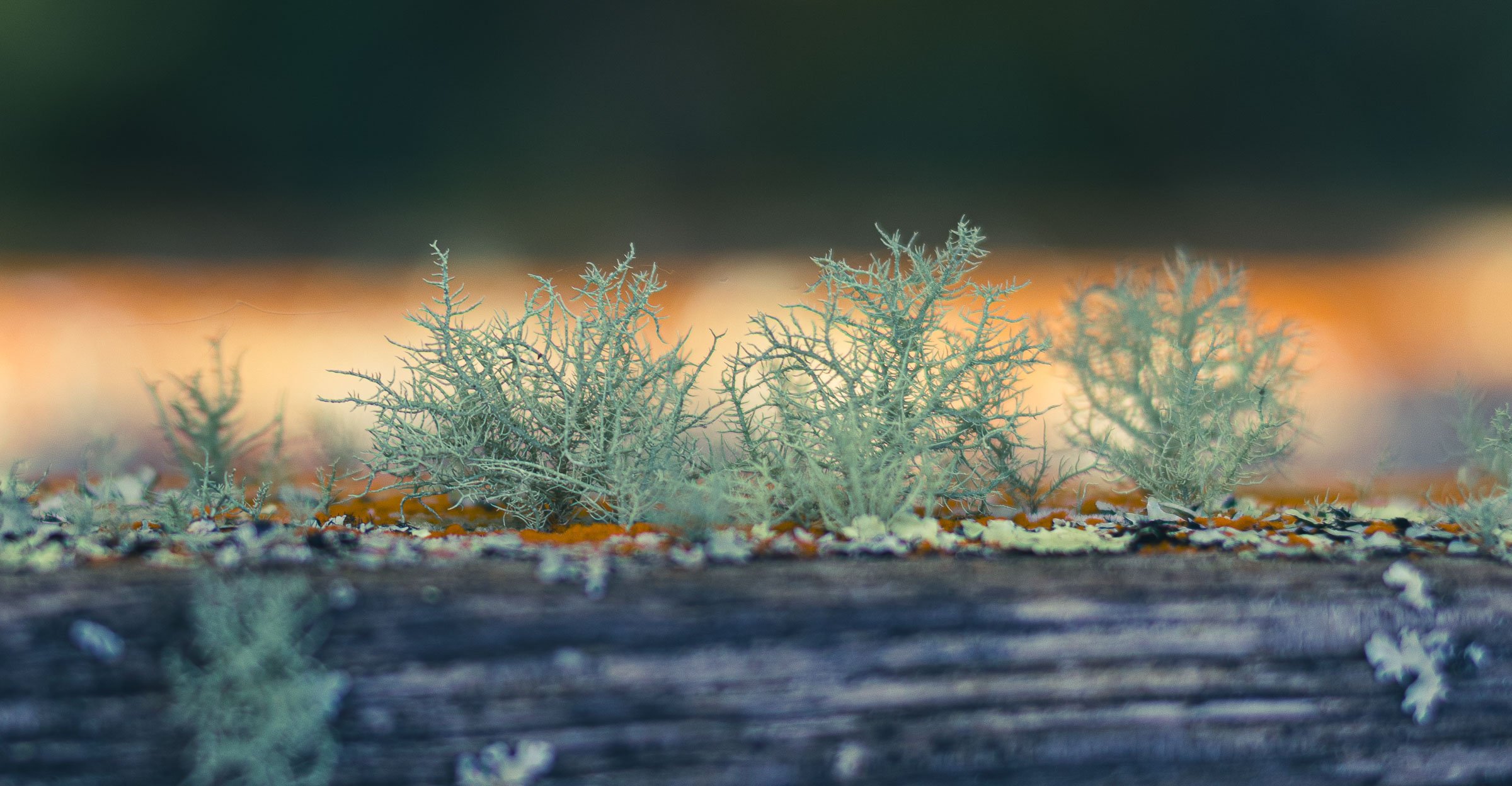 woodland-lichen-close-lowena-studios.jpg