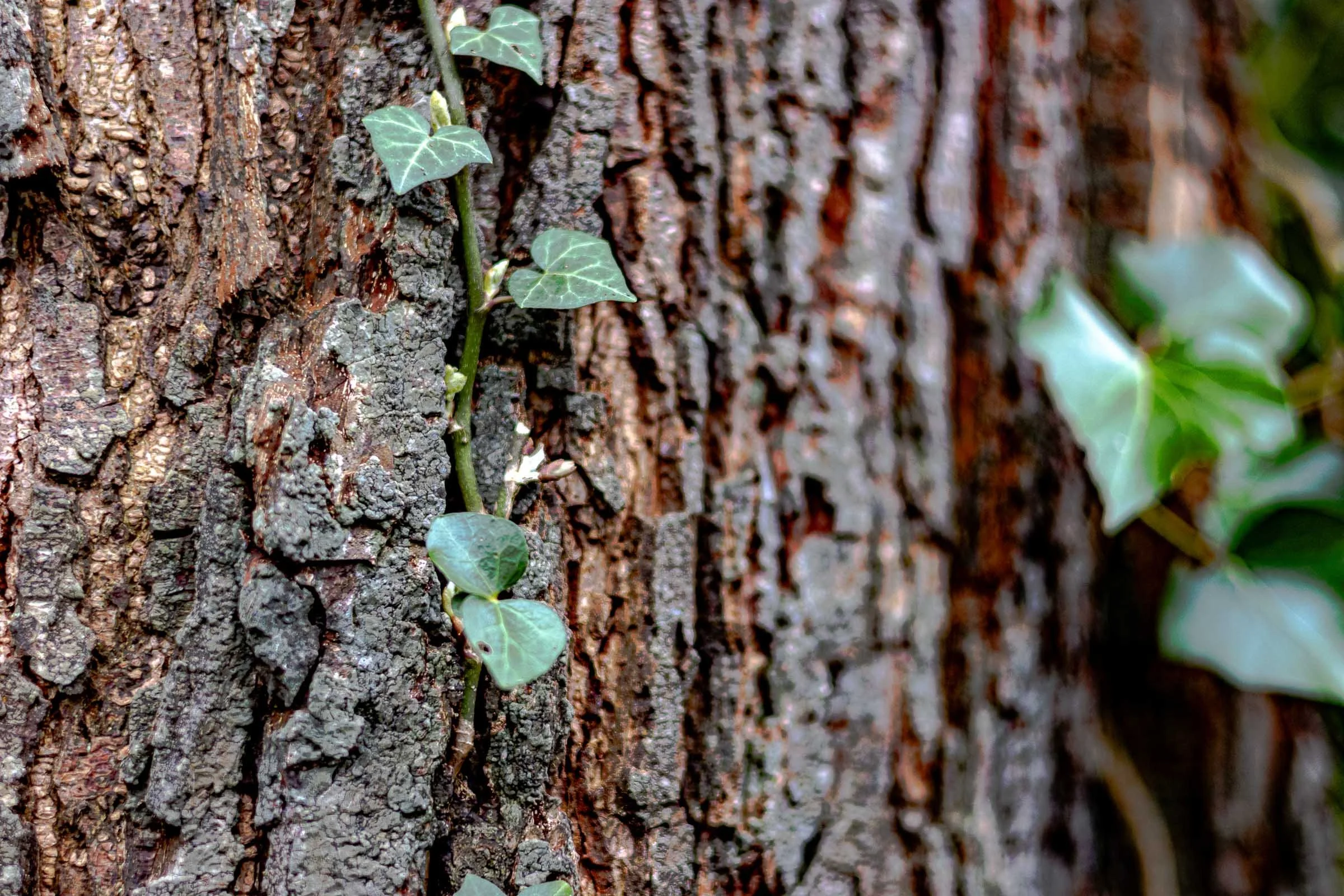 ivy-bark-lowena-studios.jpg