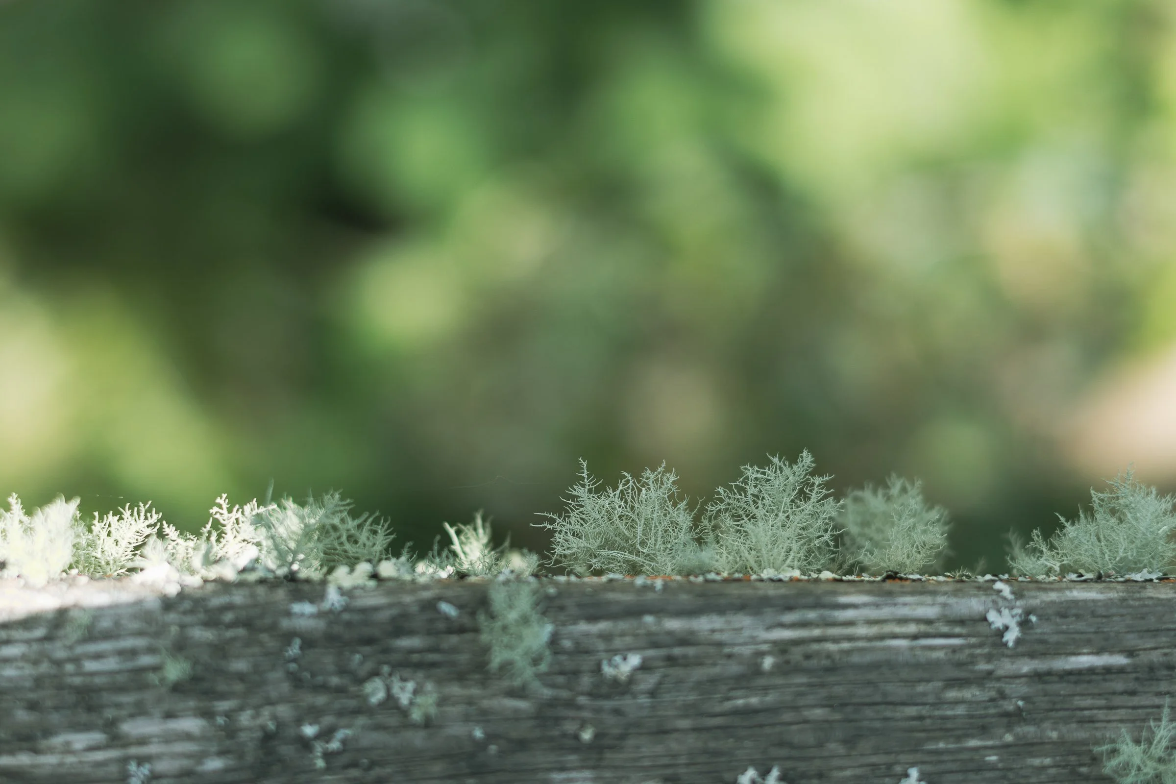 woodland-lichen-lowena-studios.jpg