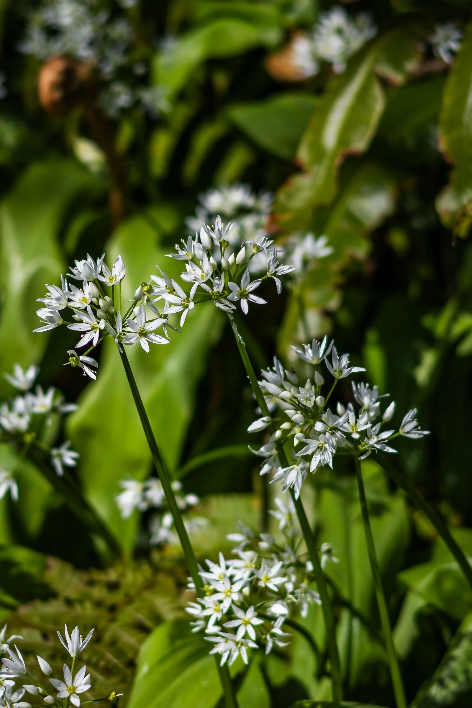 woodland-garlic-crop-lowena-studios.jpg