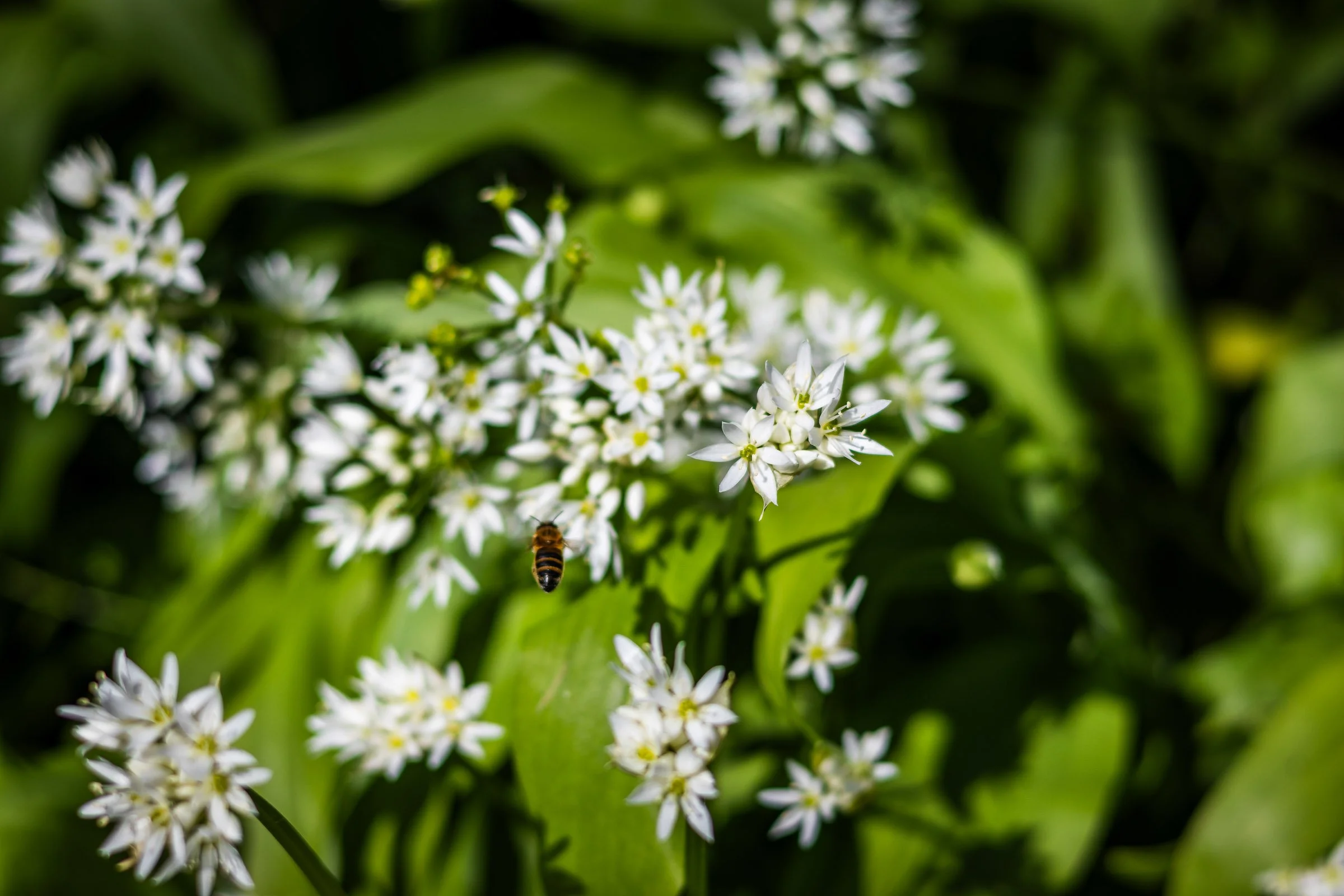 woodland-garlic-bee-lowena-studios.jpg