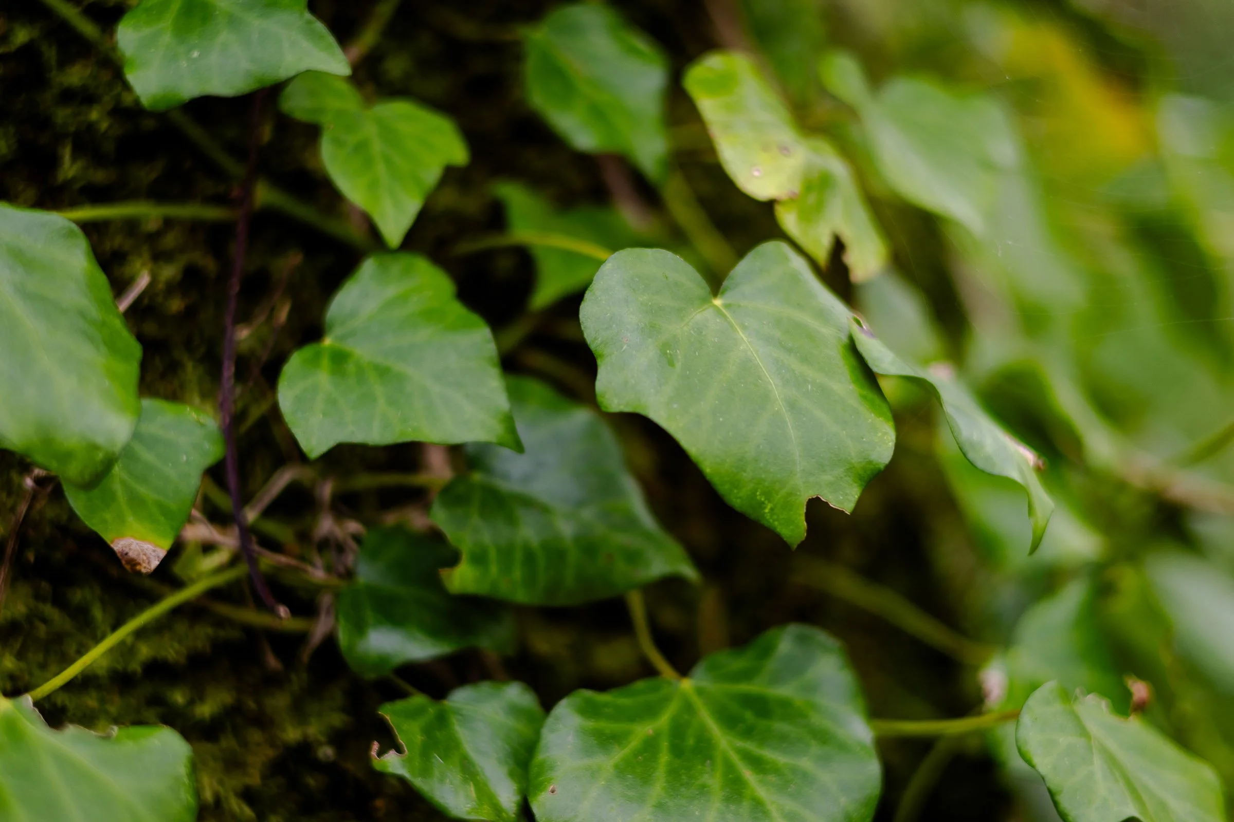 ivy-wallpaper-lowena-studios.jpg