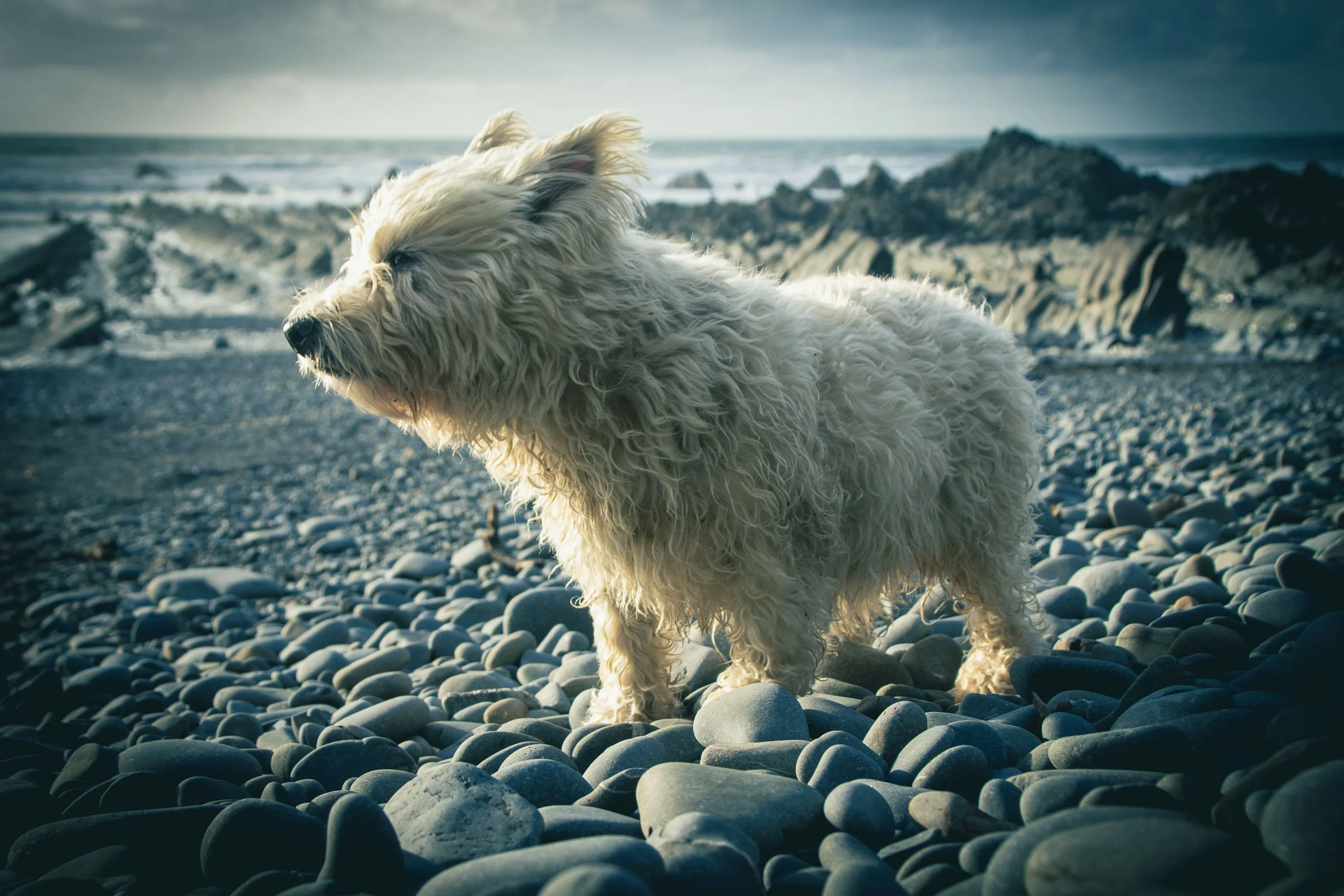 Charlie Windswept.jpg
