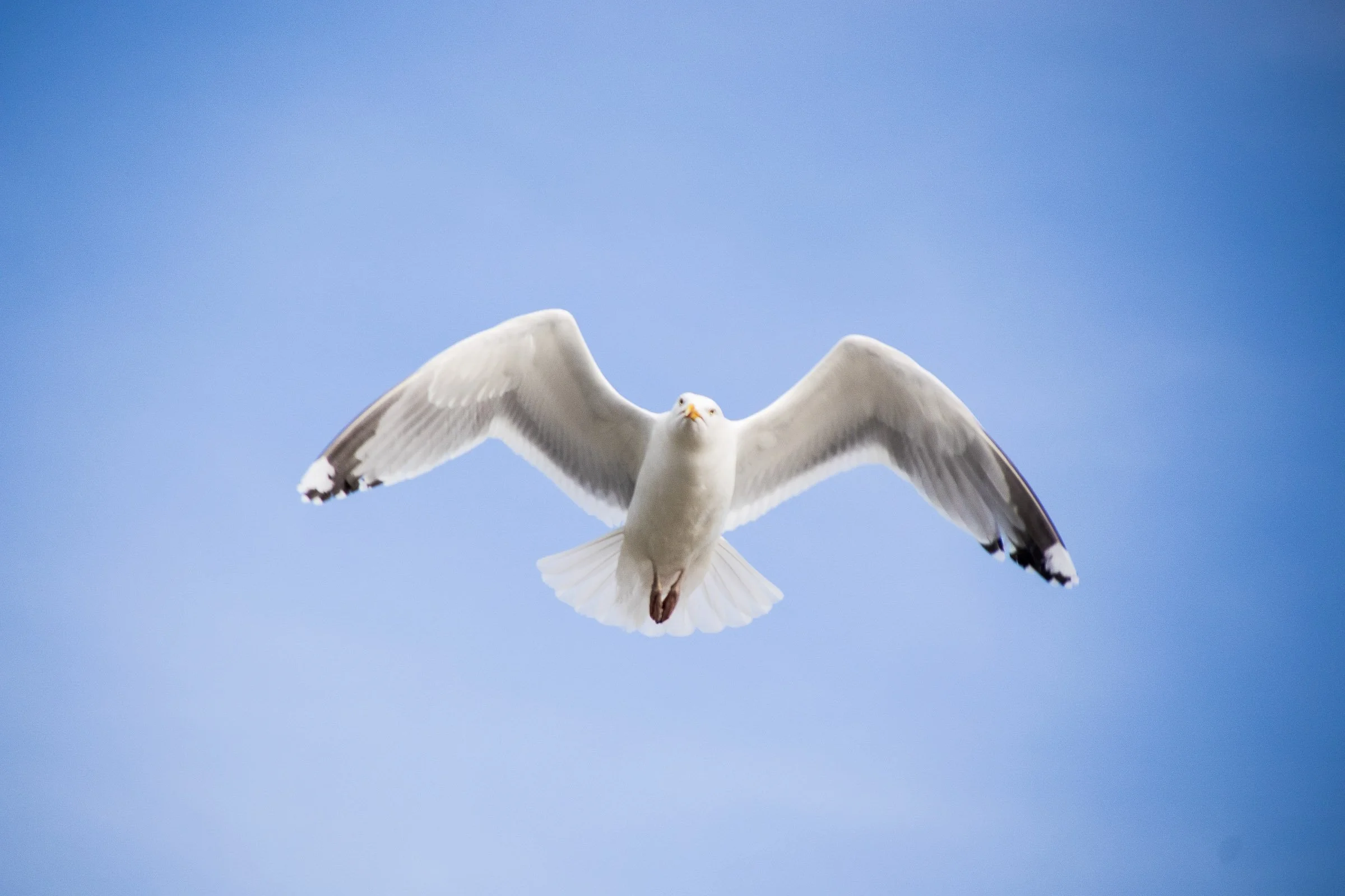 crooklets-seagul-flying-lowena-studios.jpg