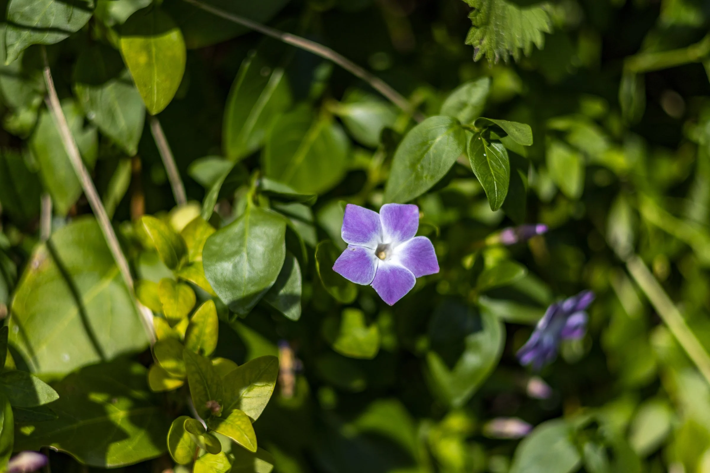 woodland-purple-flower-lowena-studios.jpg