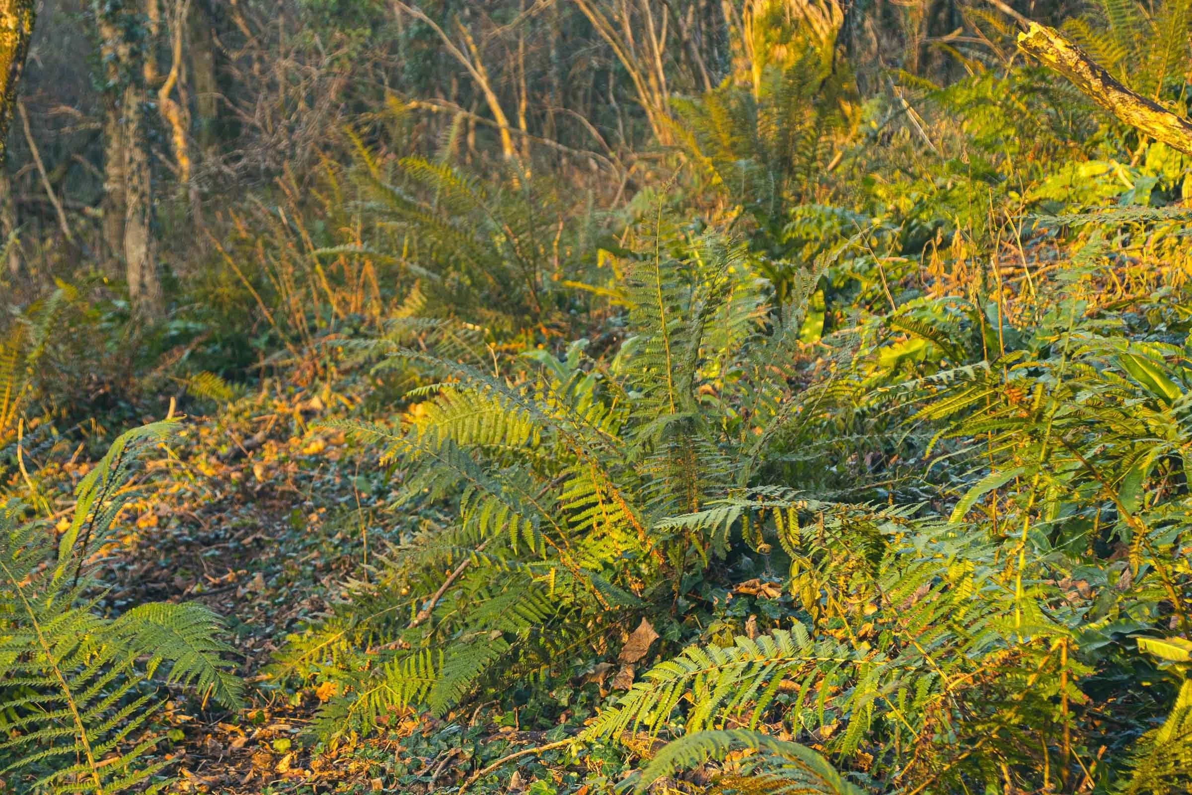 golden-fern-lowena-studios.jpg