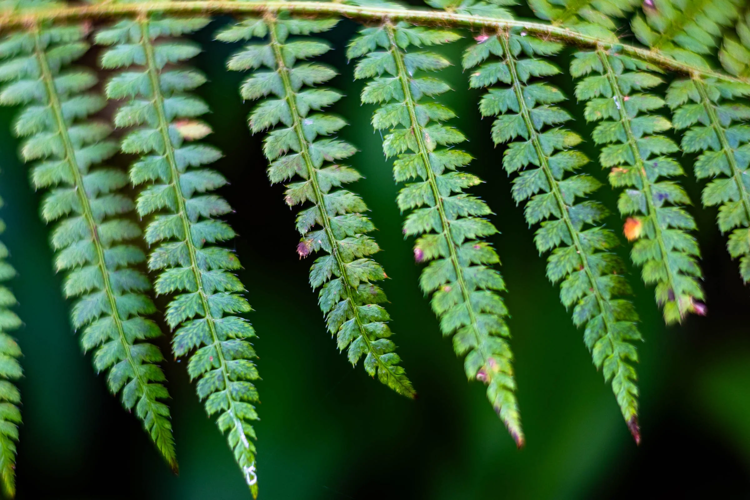 fern-closer-sideways-lowena-studios.jpg