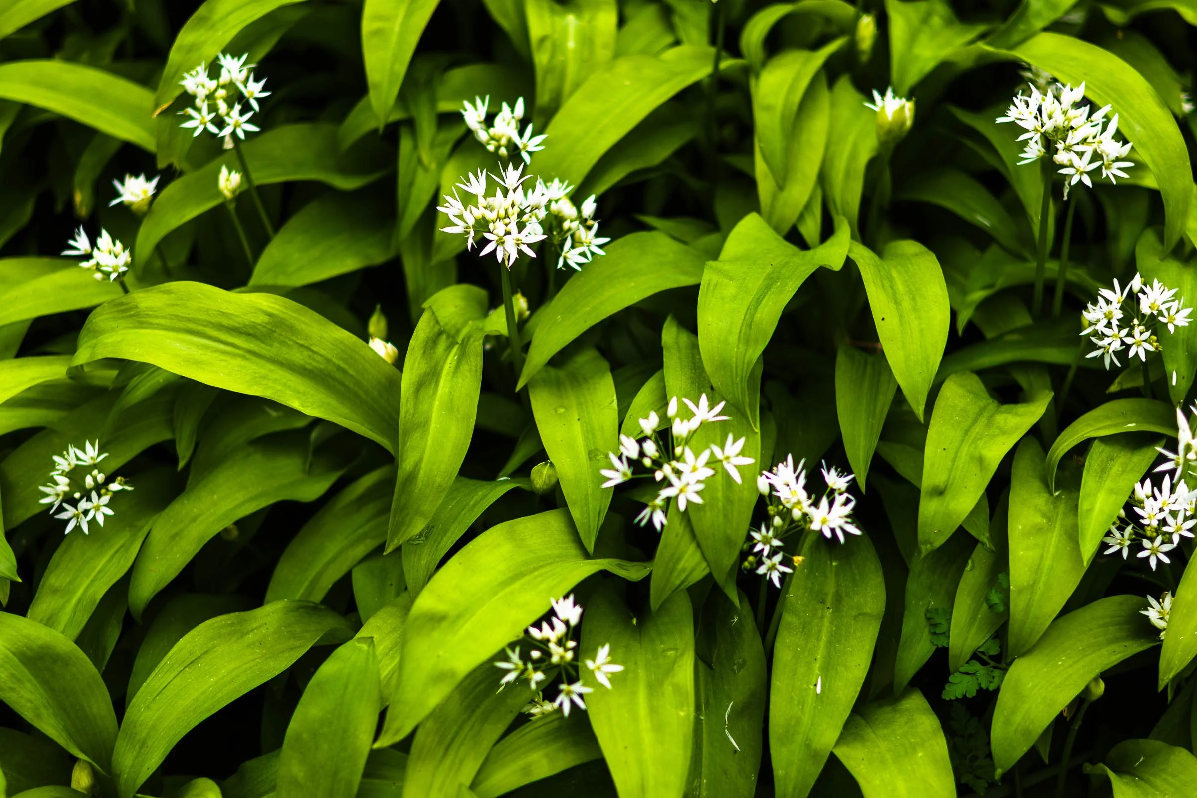 wild-garlic-wallpaper-vibrant-lowena-studios.jpg