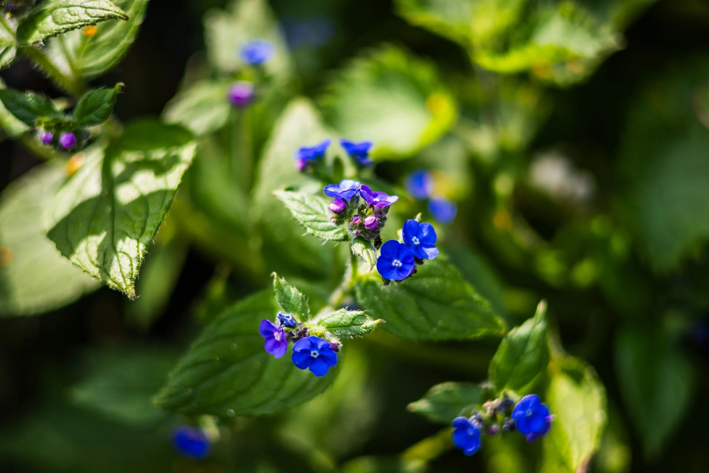 woodland-purple-flowers-lowena-studios.jpg