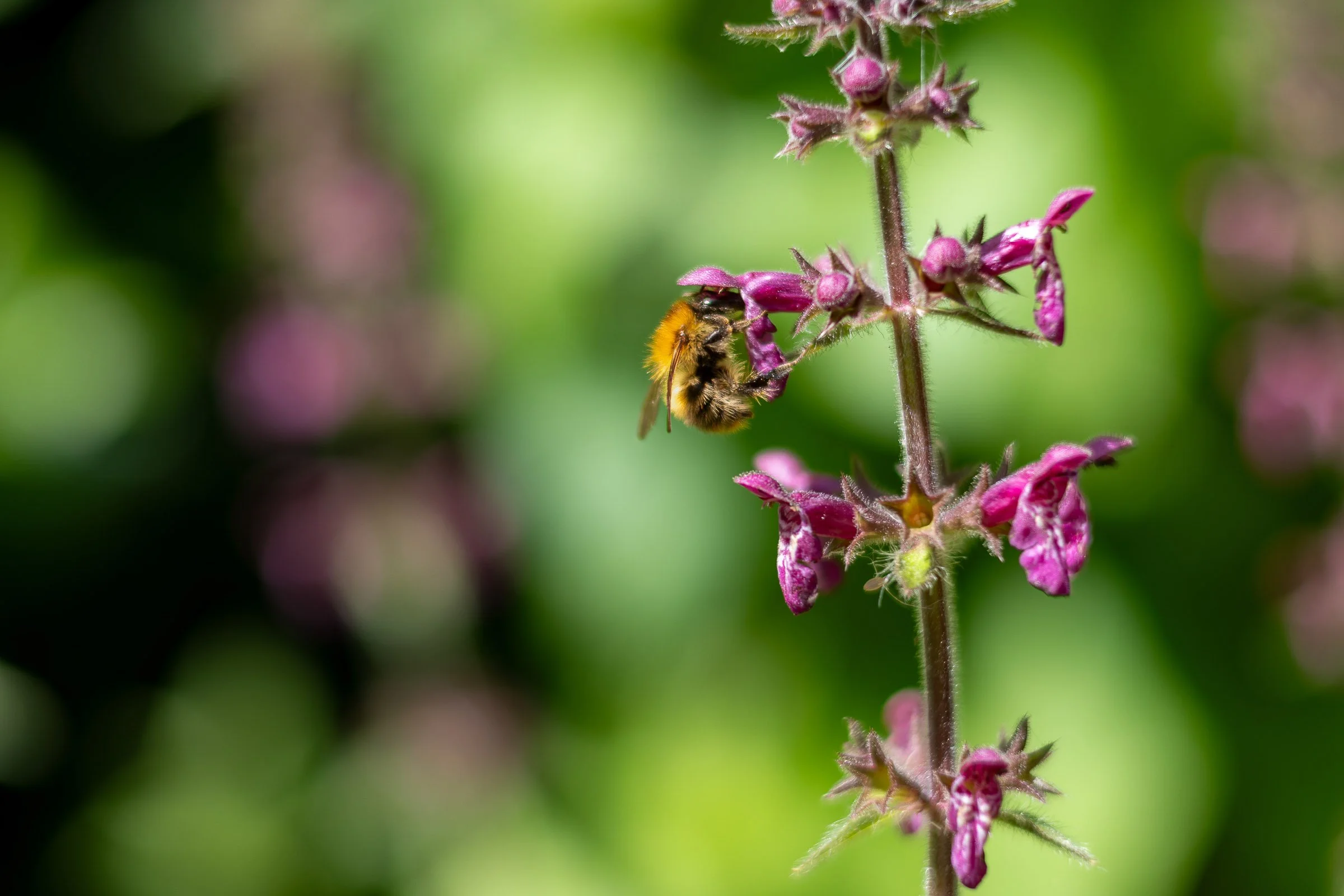 Bee Feeding 5