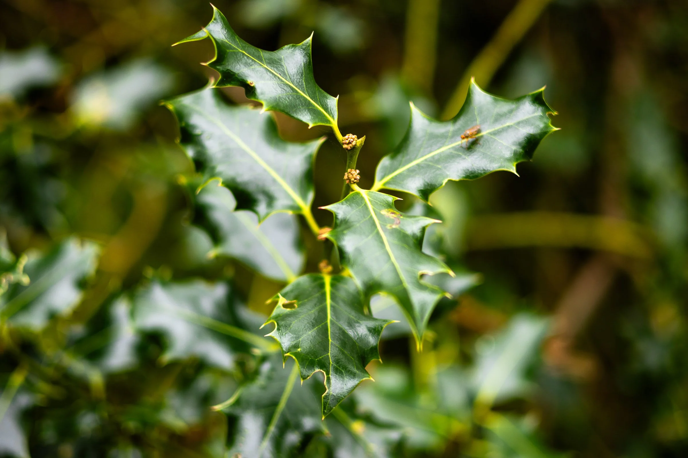 bug-on-the-holly-lowena-studios.jpg